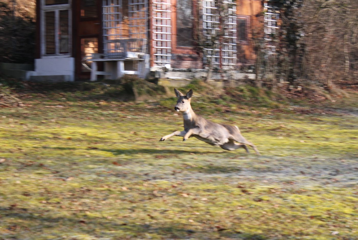 Laden Sie das Tiere, Hirsch-Bild kostenlos auf Ihren PC-Desktop herunter