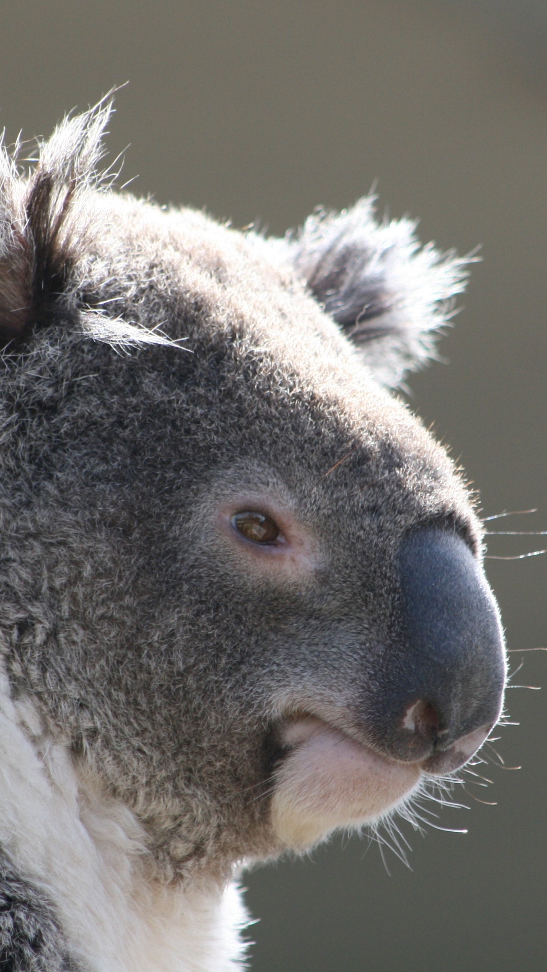 Téléchargez des papiers peints mobile Animaux, Koala gratuitement.