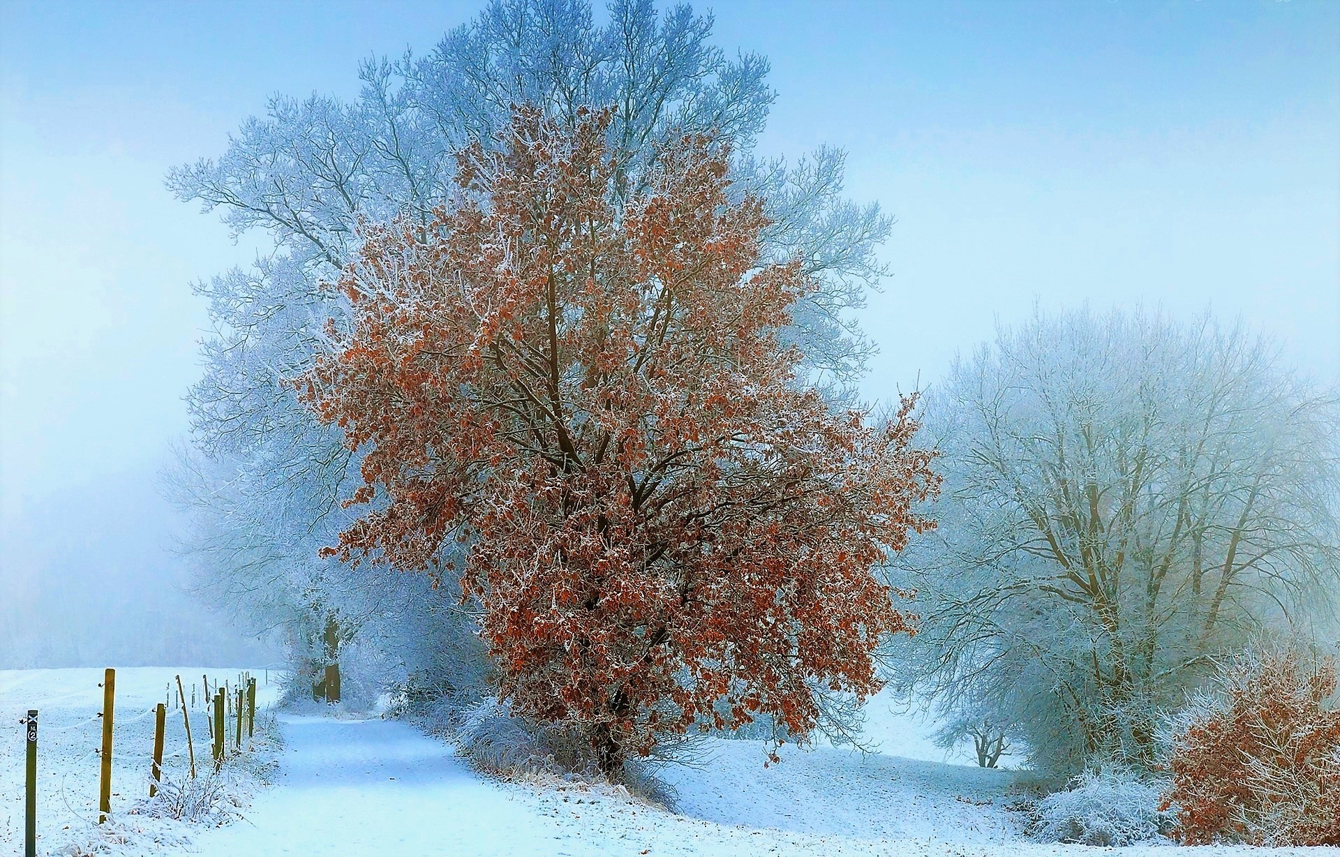 Скачать картинку Зима, Осень, Снег, Лес, Дерево, Земля/природа в телефон бесплатно.