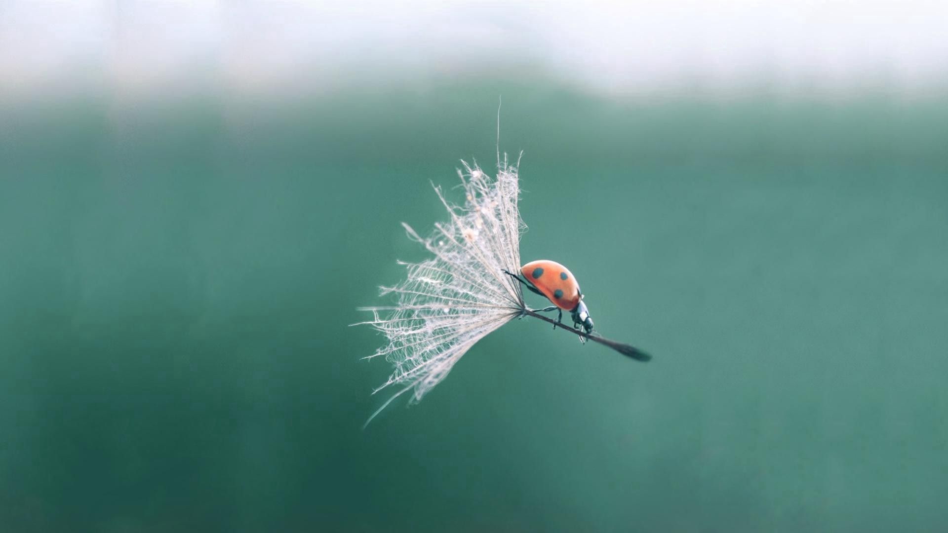 Download mobile wallpaper Ladybird, Ladybug, Insect, Flight, Macro for free.