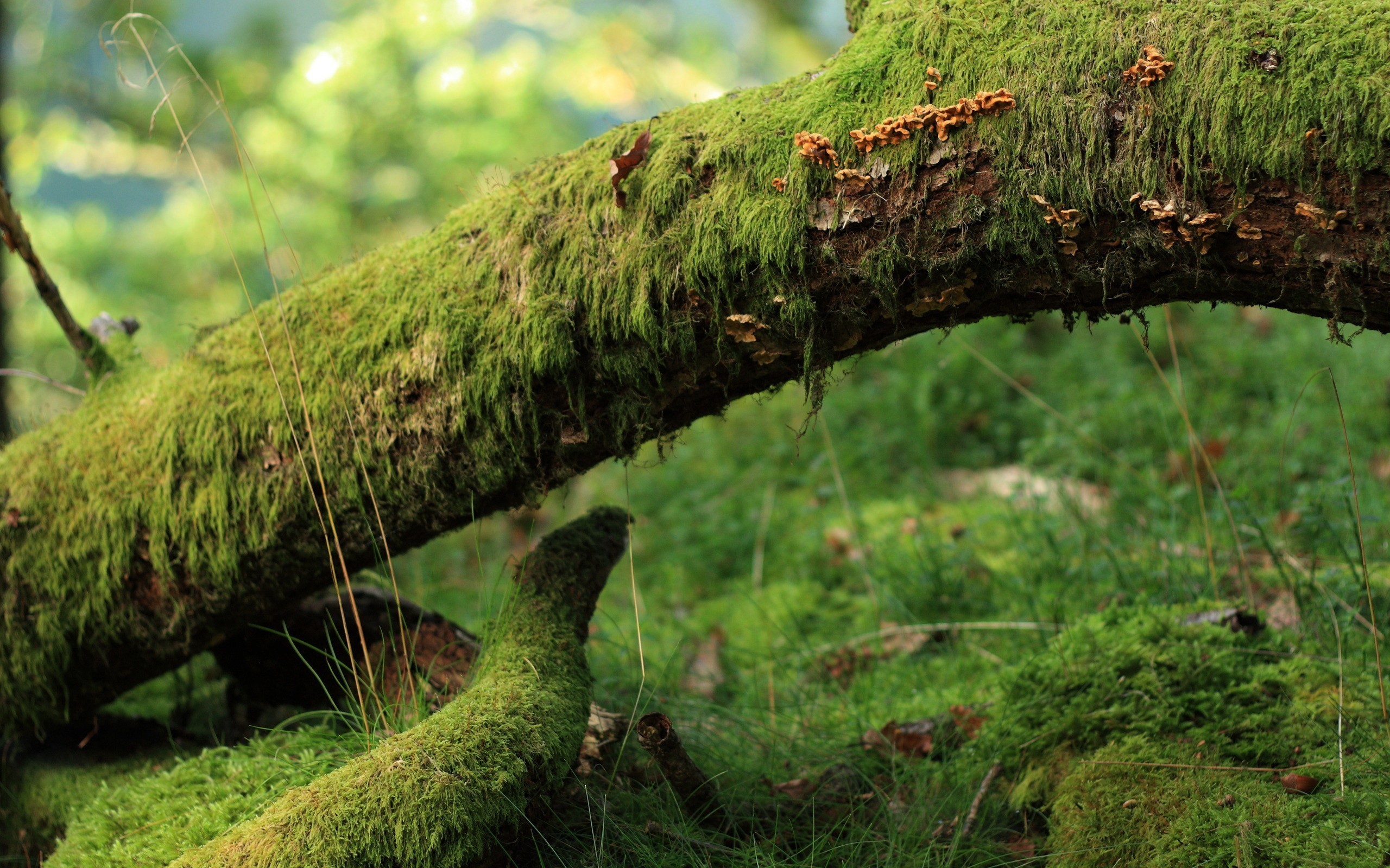 Laden Sie das Moos, Erde/natur-Bild kostenlos auf Ihren PC-Desktop herunter