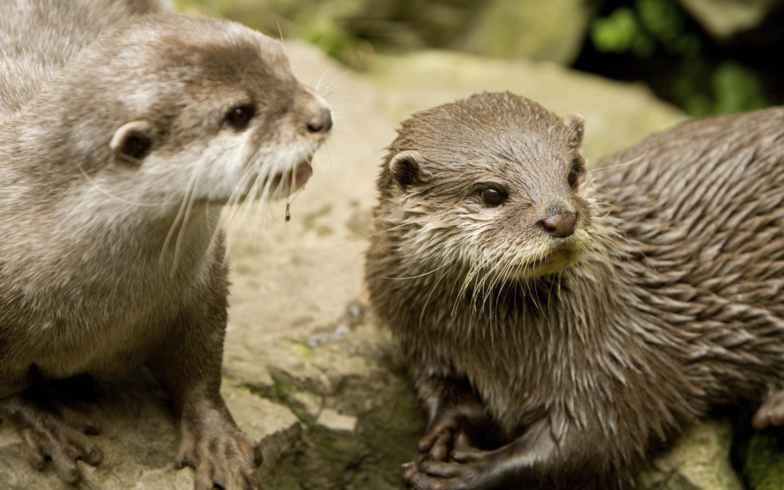 Handy-Wallpaper Tiere, Otter kostenlos herunterladen.