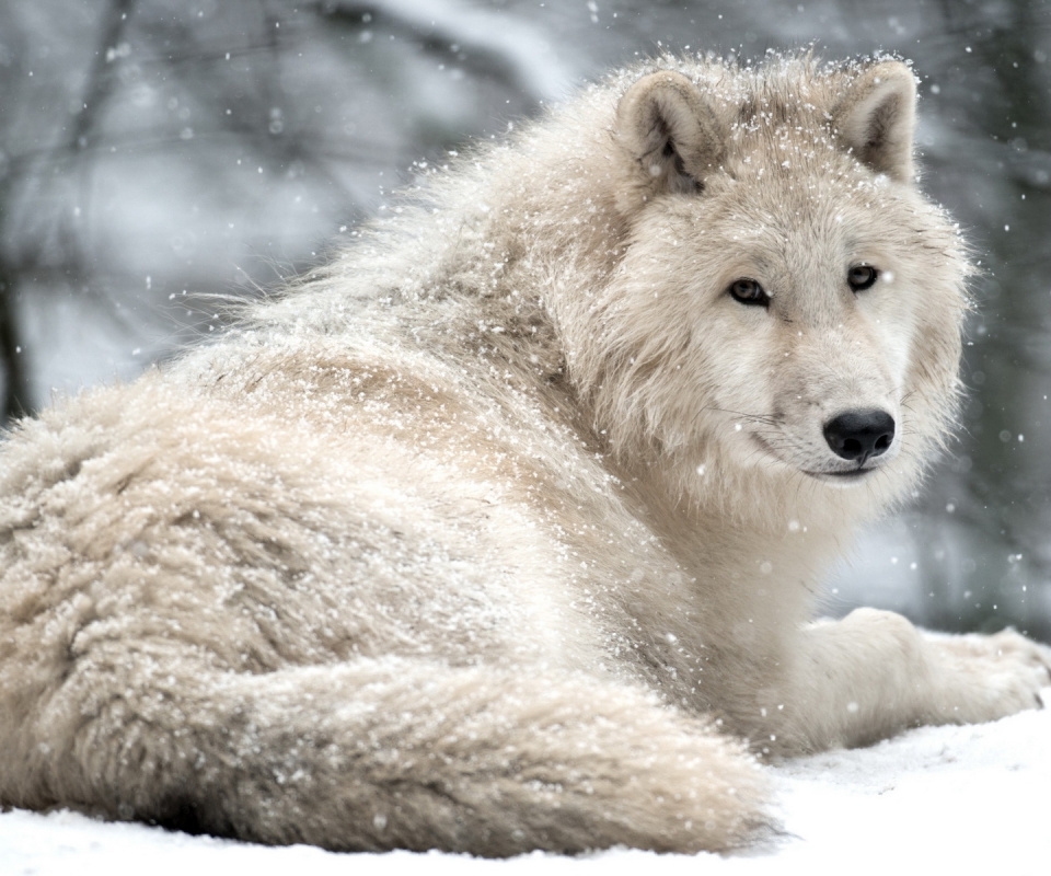 Download mobile wallpaper Wolf, Animal, Wolves for free.