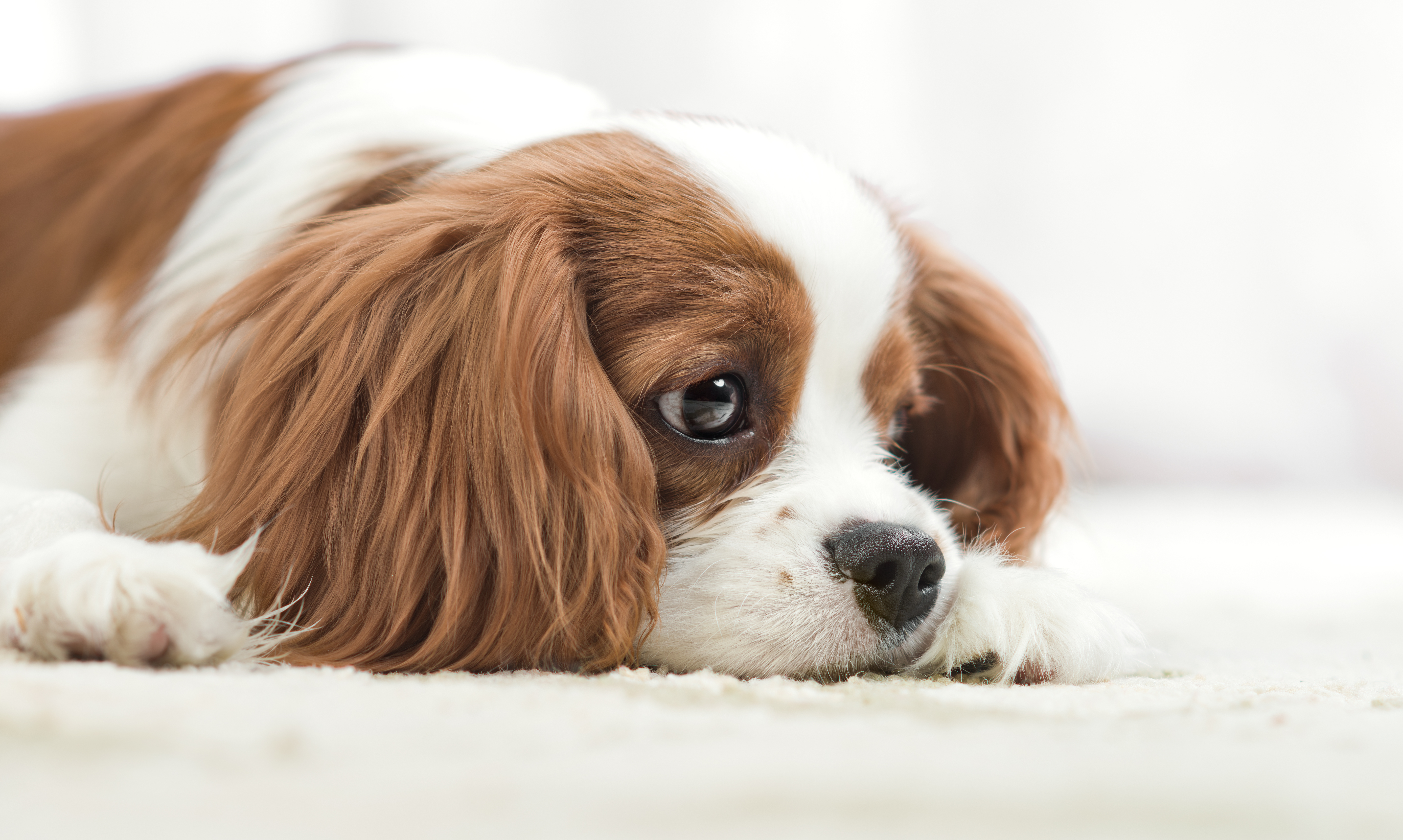 Free download wallpaper Dogs, Dog, Muzzle, Animal, King Charles Spaniel, Cavalier King Charles Spaniel on your PC desktop