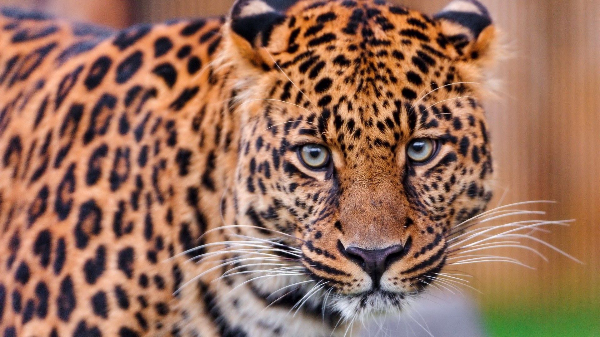 Baixar papel de parede para celular de Leopardo, Agressão, Focinho, Gato Grande, Animais gratuito.