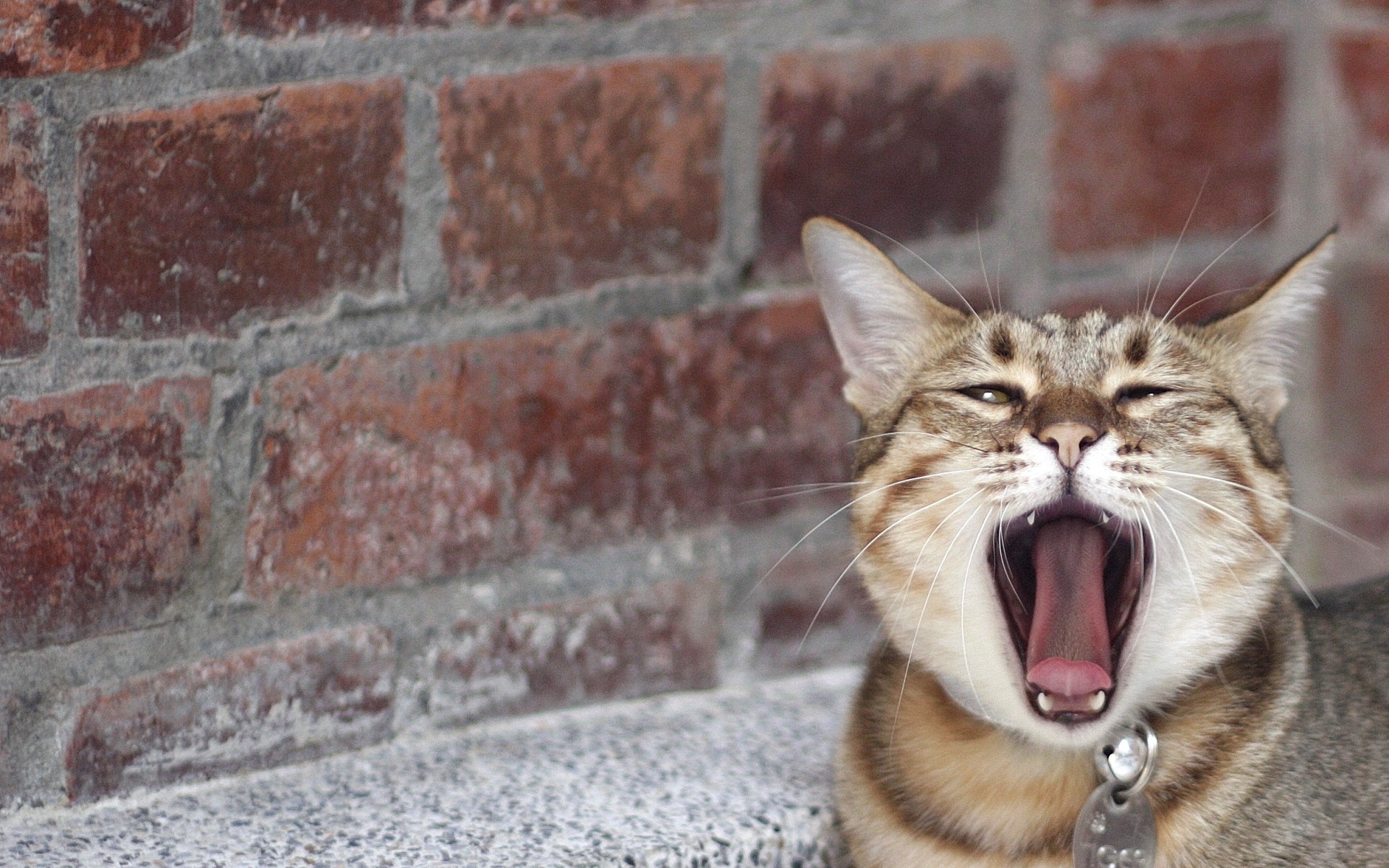 Handy-Wallpaper Tiere, Katze kostenlos herunterladen.