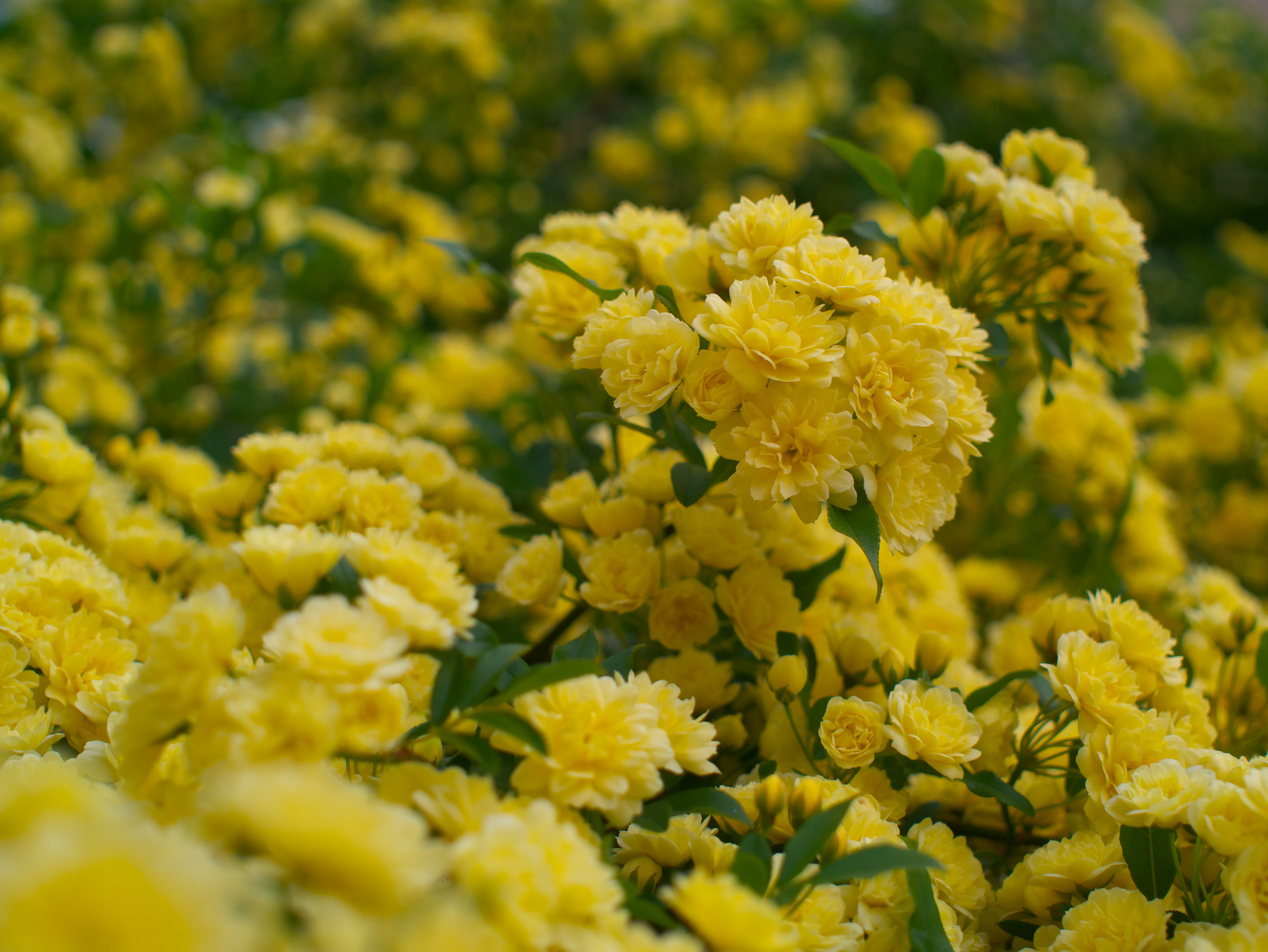 Laden Sie das Natur, Blumen, Blume, Gelbe Blume, Erde/natur-Bild kostenlos auf Ihren PC-Desktop herunter