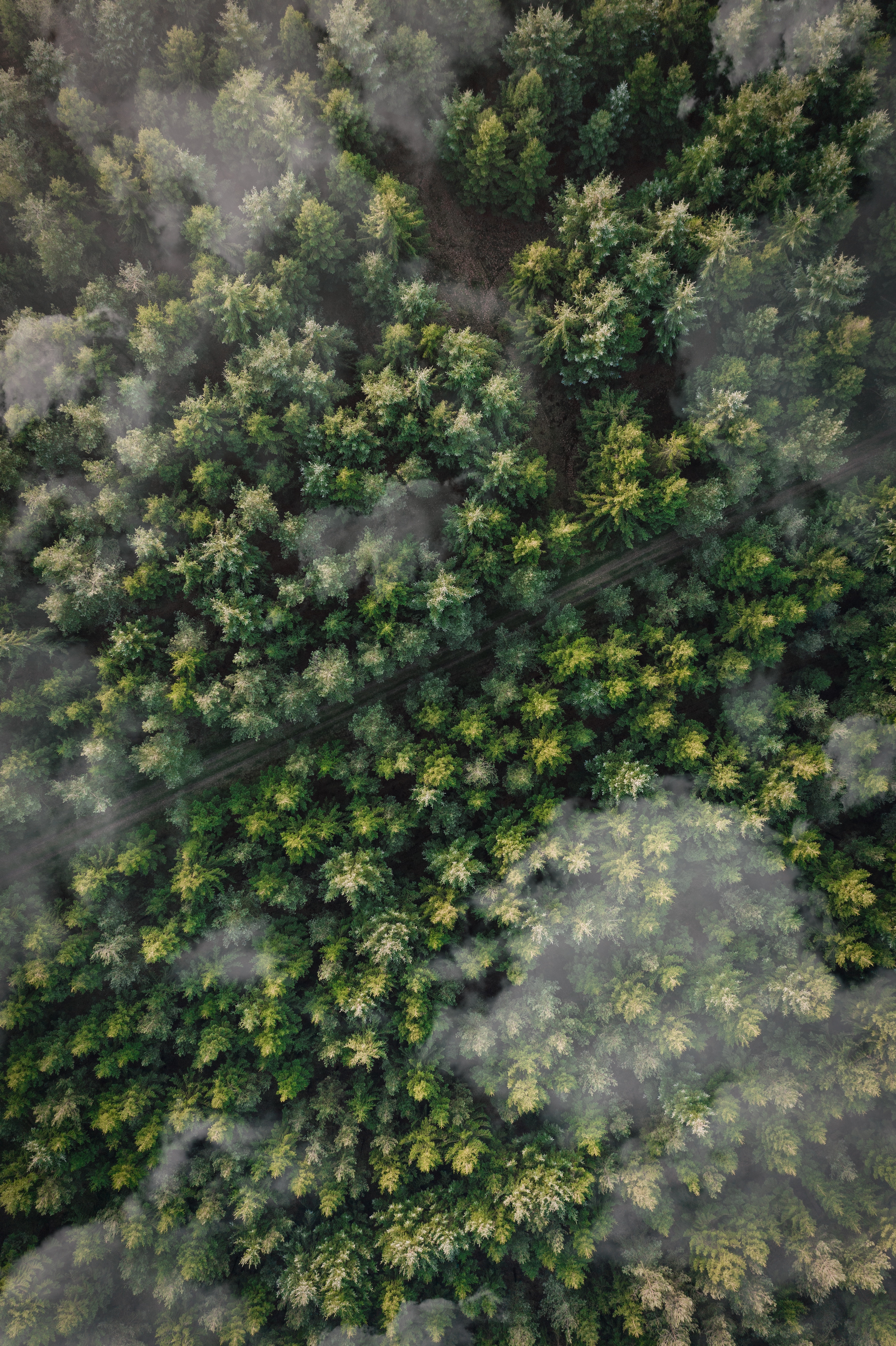 tops, aerial view, nature, trees, clouds, top, forest, path, trail Full HD