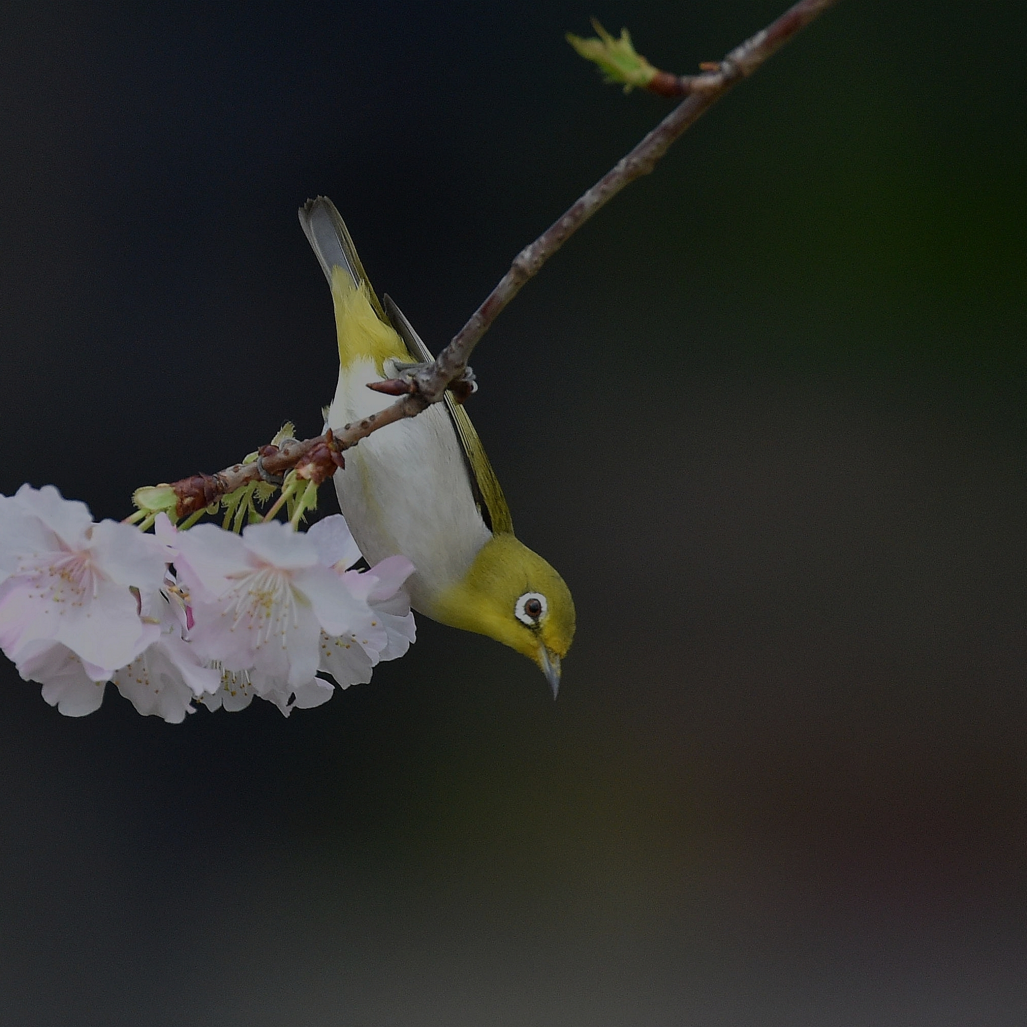 Handy-Wallpaper Tiere, Vögel, Vogel, Japan, Frühling, Sakura Blüte, Japanbrillenvogel, Sperling kostenlos herunterladen.