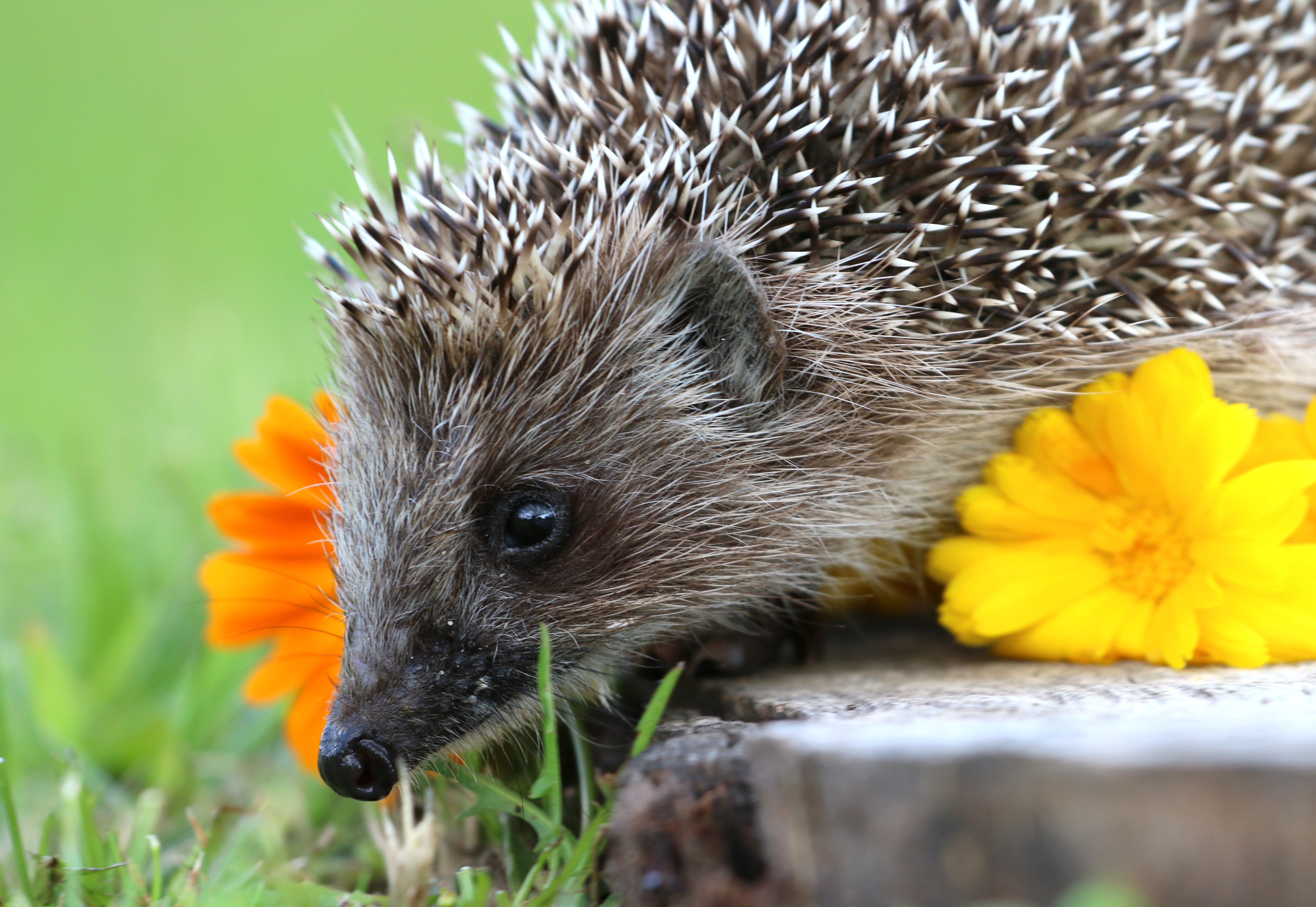 Free download wallpaper Animals, Thorns, Prickles, Hedgehog, Flower on your PC desktop