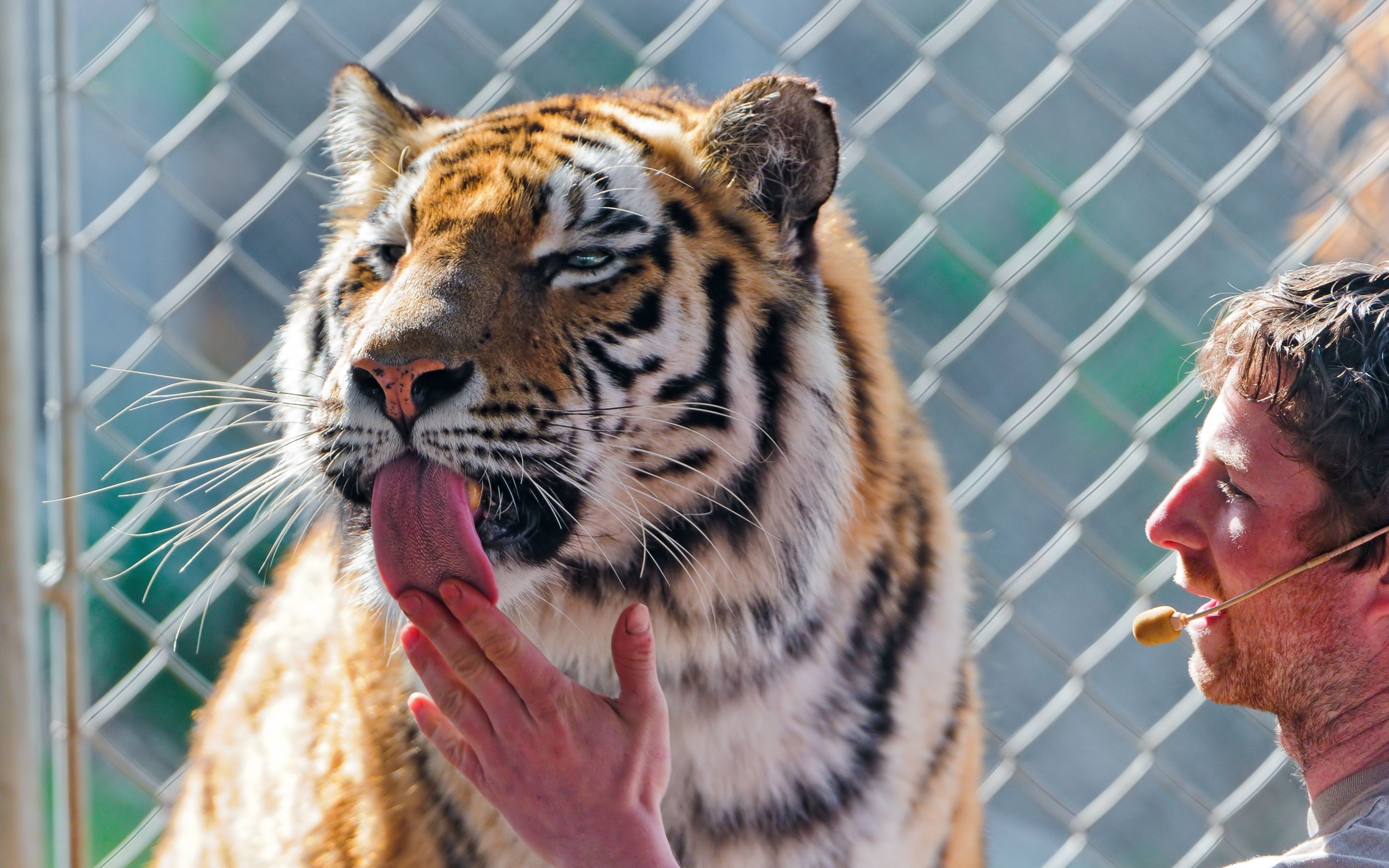 Laden Sie das Tiere, Katzen, Tiger-Bild kostenlos auf Ihren PC-Desktop herunter