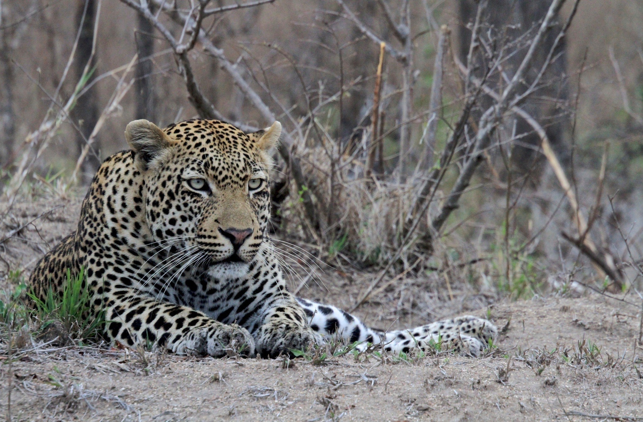 Baixar papel de parede para celular de Animais, Gatos, Leopardo gratuito.