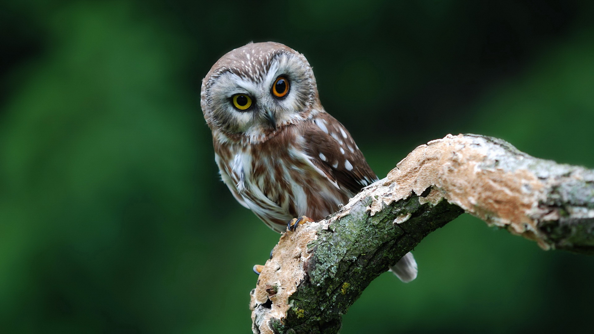 Download mobile wallpaper Owl, Animal for free.