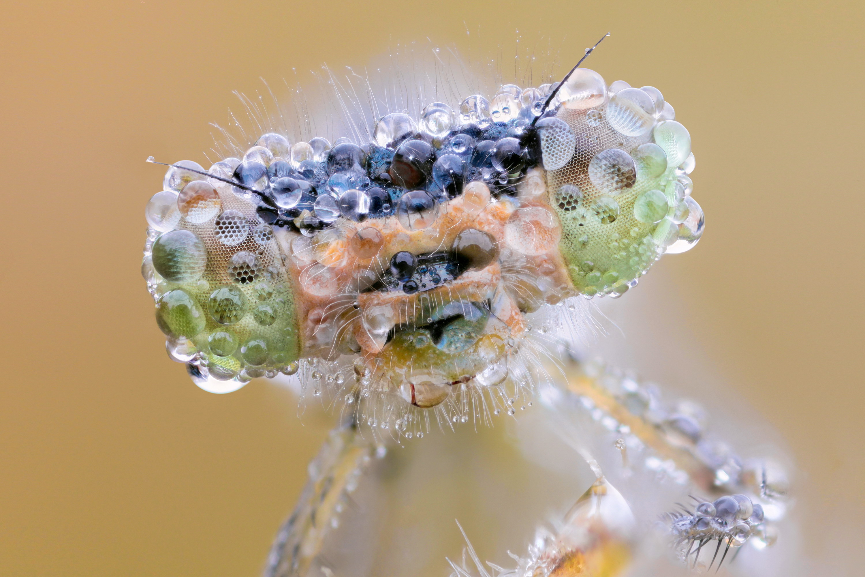 Téléchargez des papiers peints mobile Animaux, Insecte gratuitement.