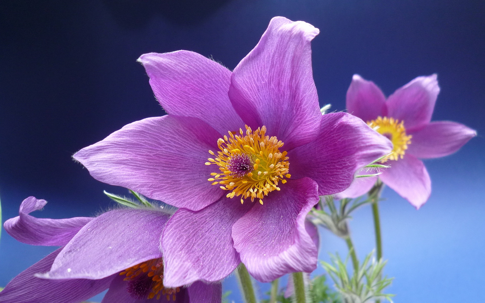 309461 Bildschirmschoner und Hintergrundbilder Blumen auf Ihrem Telefon. Laden Sie  Bilder kostenlos herunter