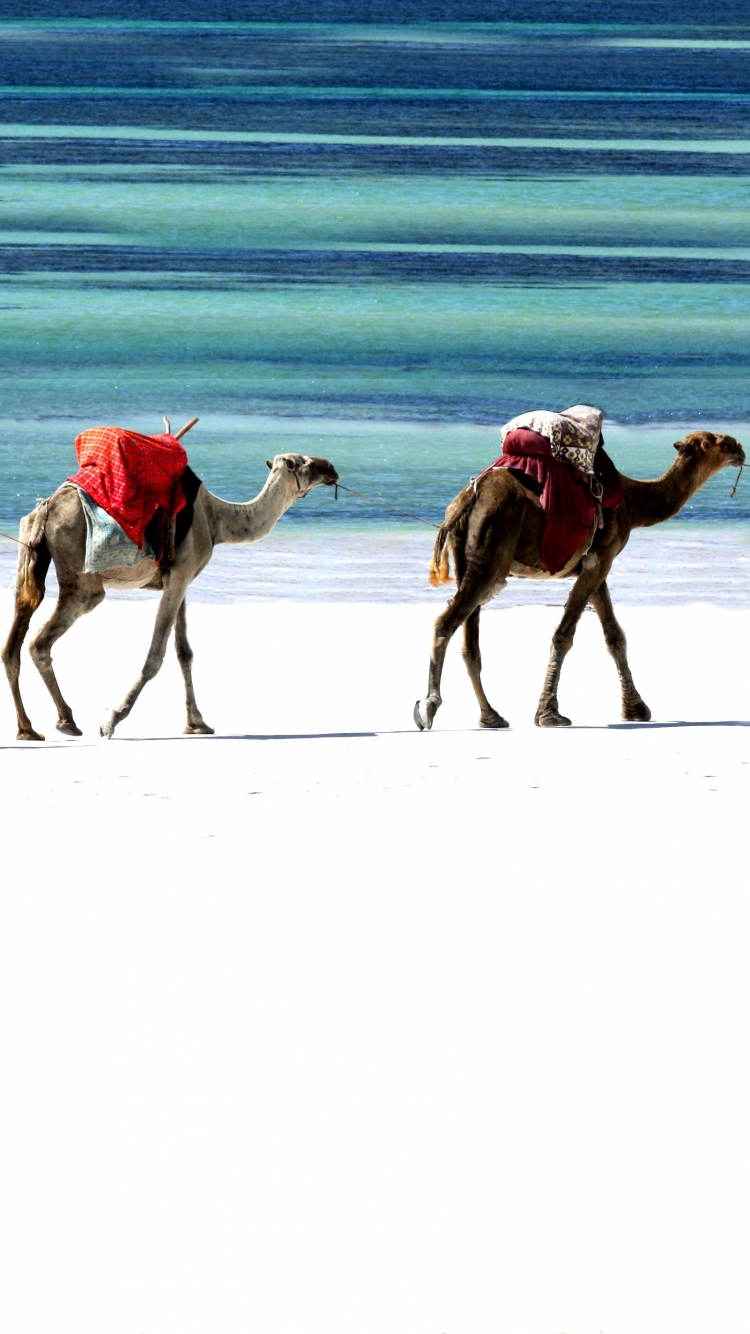 Download mobile wallpaper Photography, Camel, Caravan for free.