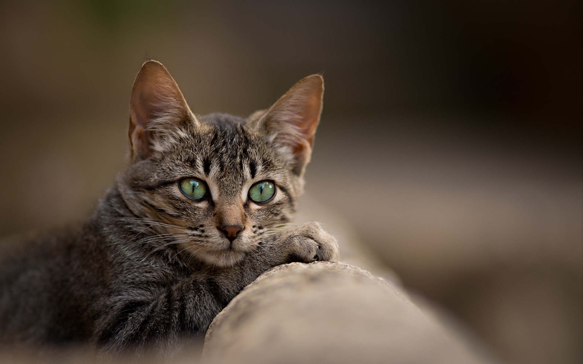 Handy-Wallpaper Tiere, Katzen, Katze kostenlos herunterladen.