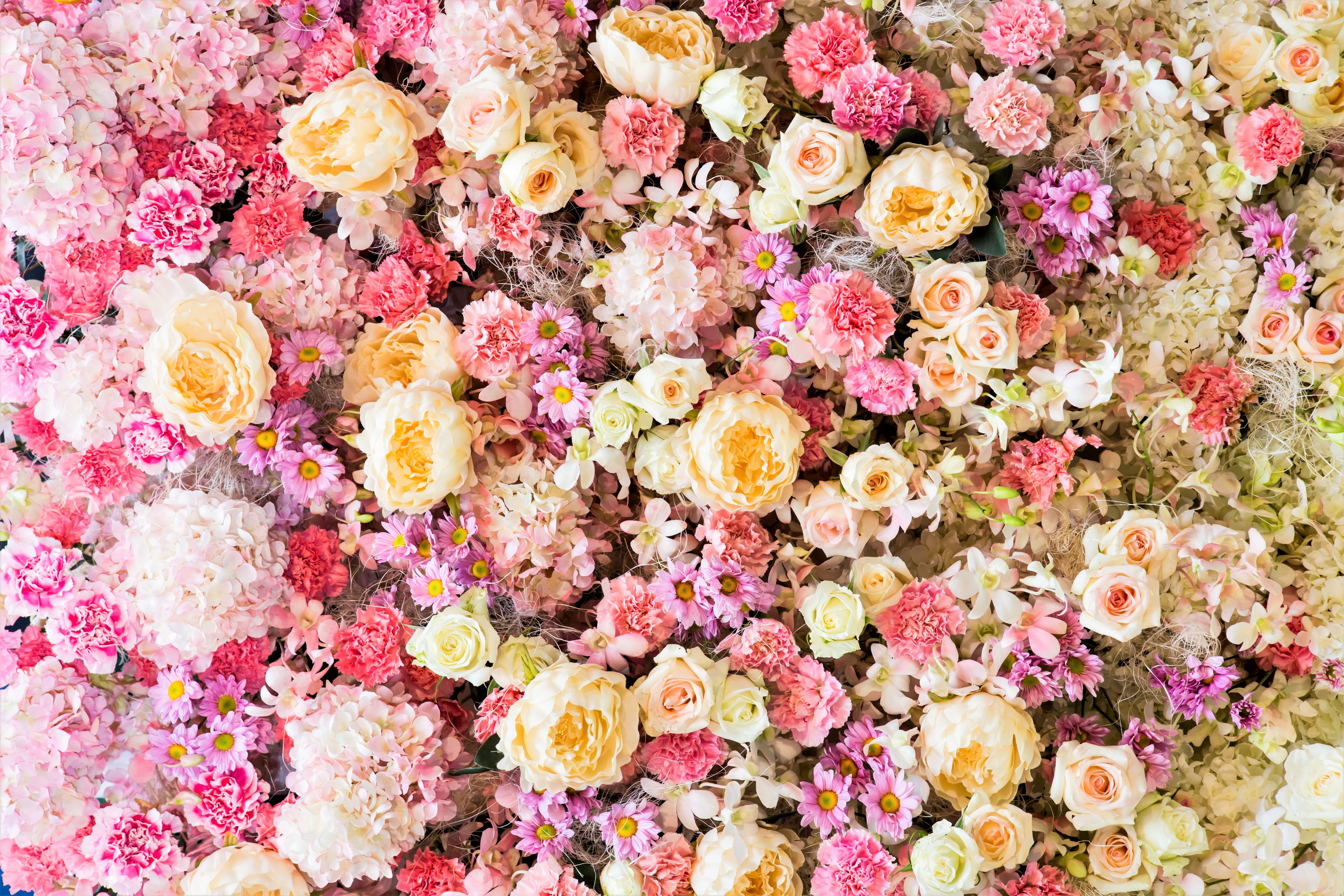 438154画像をダウンロード地球, 花, カーネーション, 色, デイジー, パステル, 牡丹, ピンクの花, 薔薇, 白い花, フラワーズ-壁紙とスクリーンセーバーを無料で