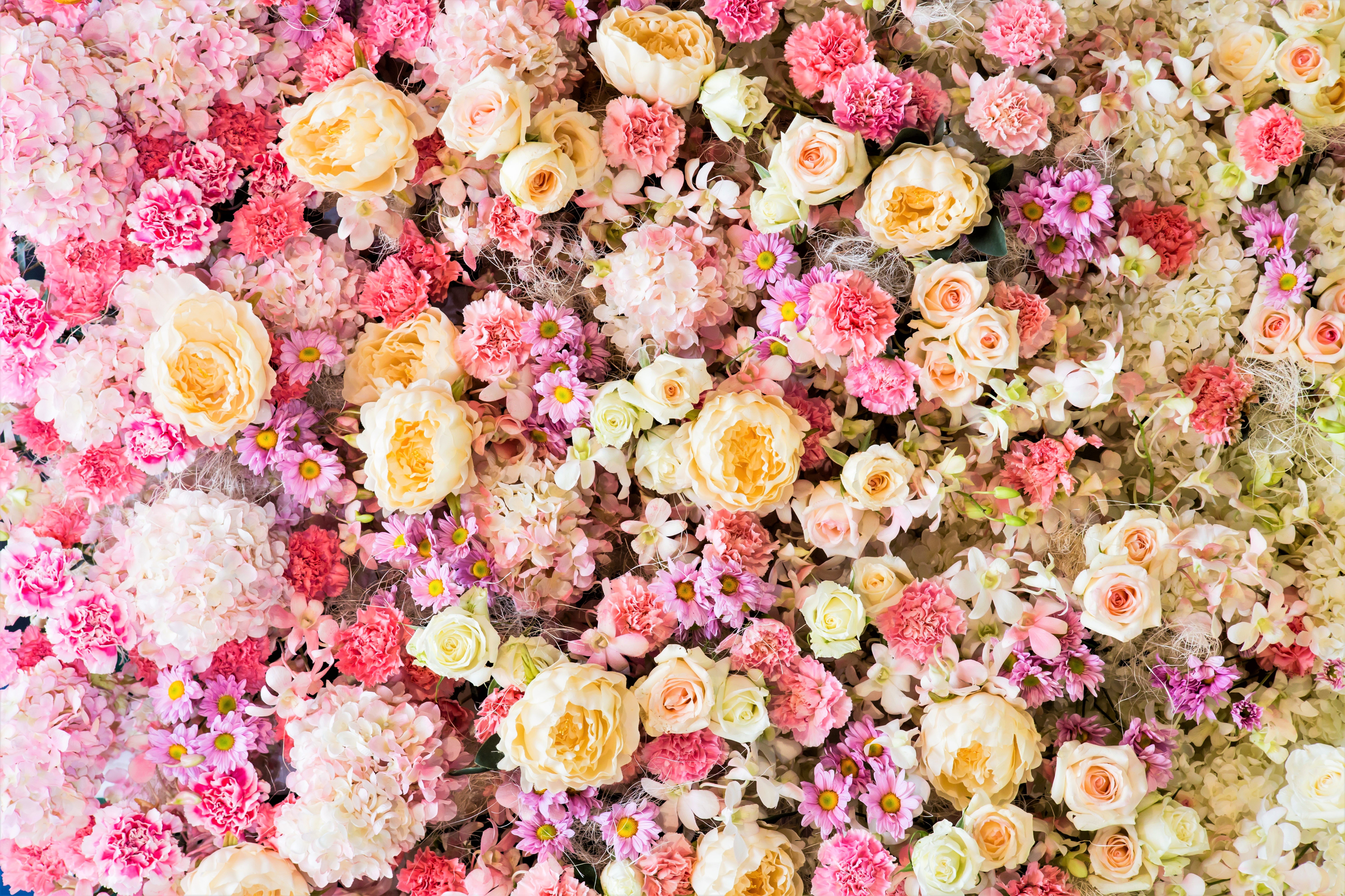 438154 télécharger l'image terre/nature, fleur, floraison, œillet, couleurs, marguerite, pastel, pivoine, fleur rose, rose, fleur blanche, fleurs - fonds d'écran et économiseurs d'écran gratuits