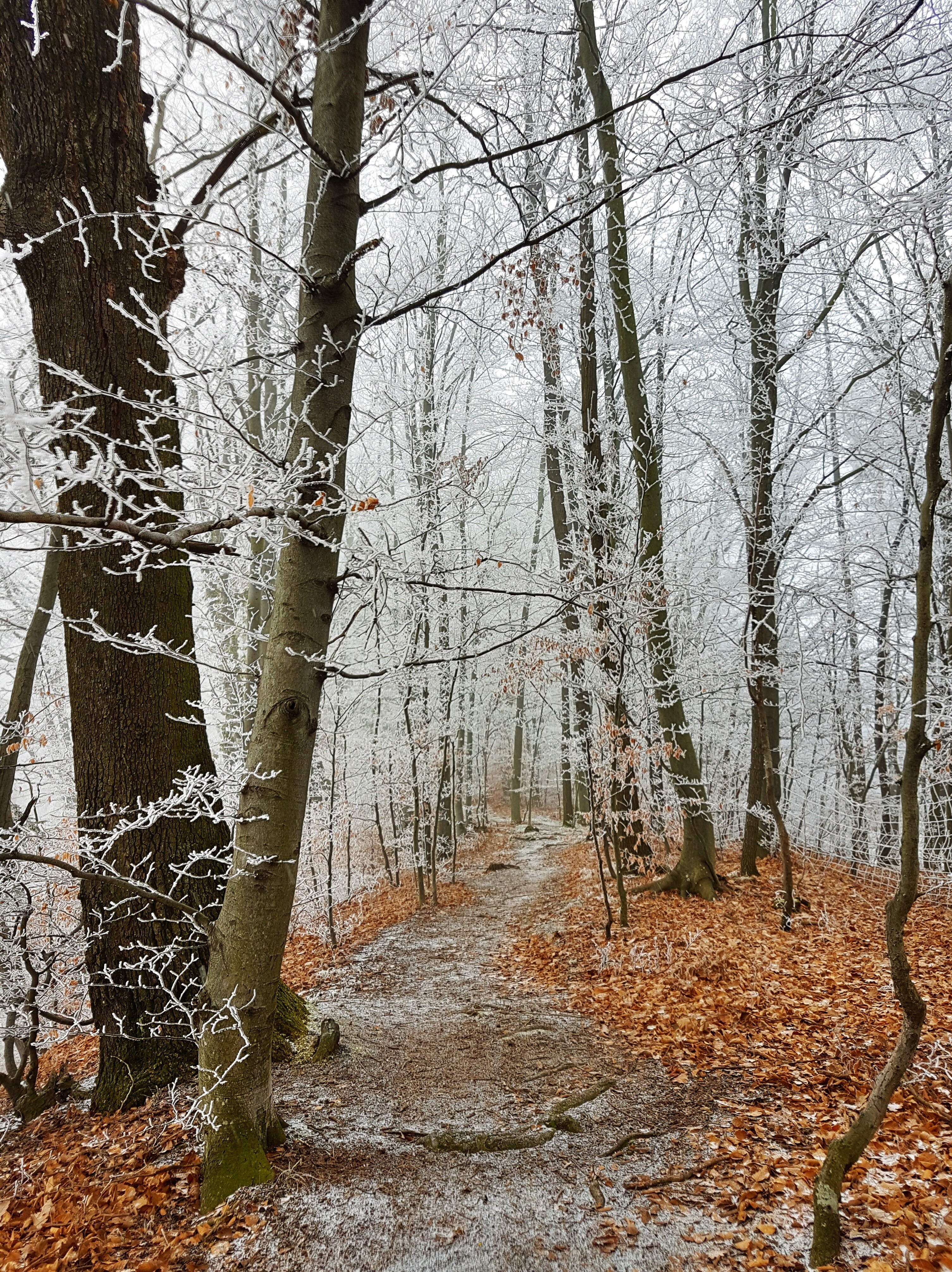 Download mobile wallpaper Frost, Hoarfrost, Forest, Trees, Path, Winter, Nature for free.