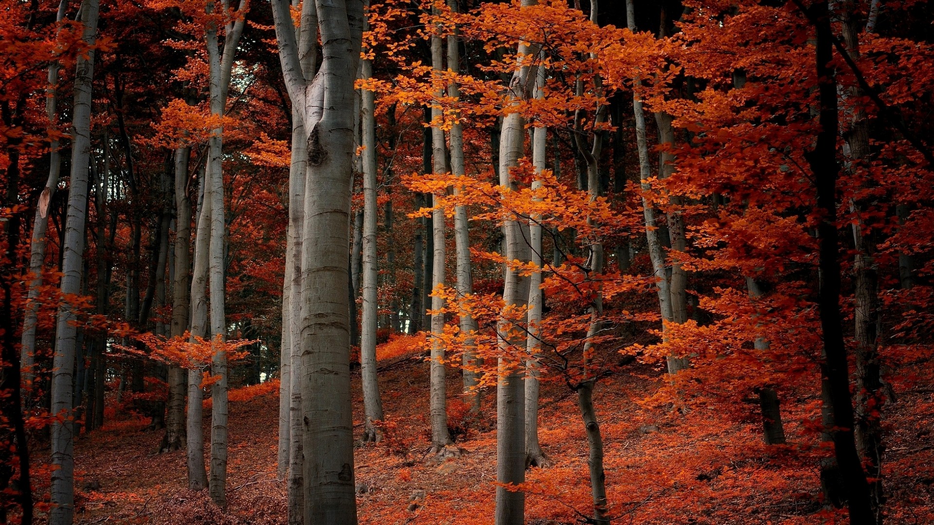 Baixe gratuitamente a imagem Floresta, Terra/natureza na área de trabalho do seu PC