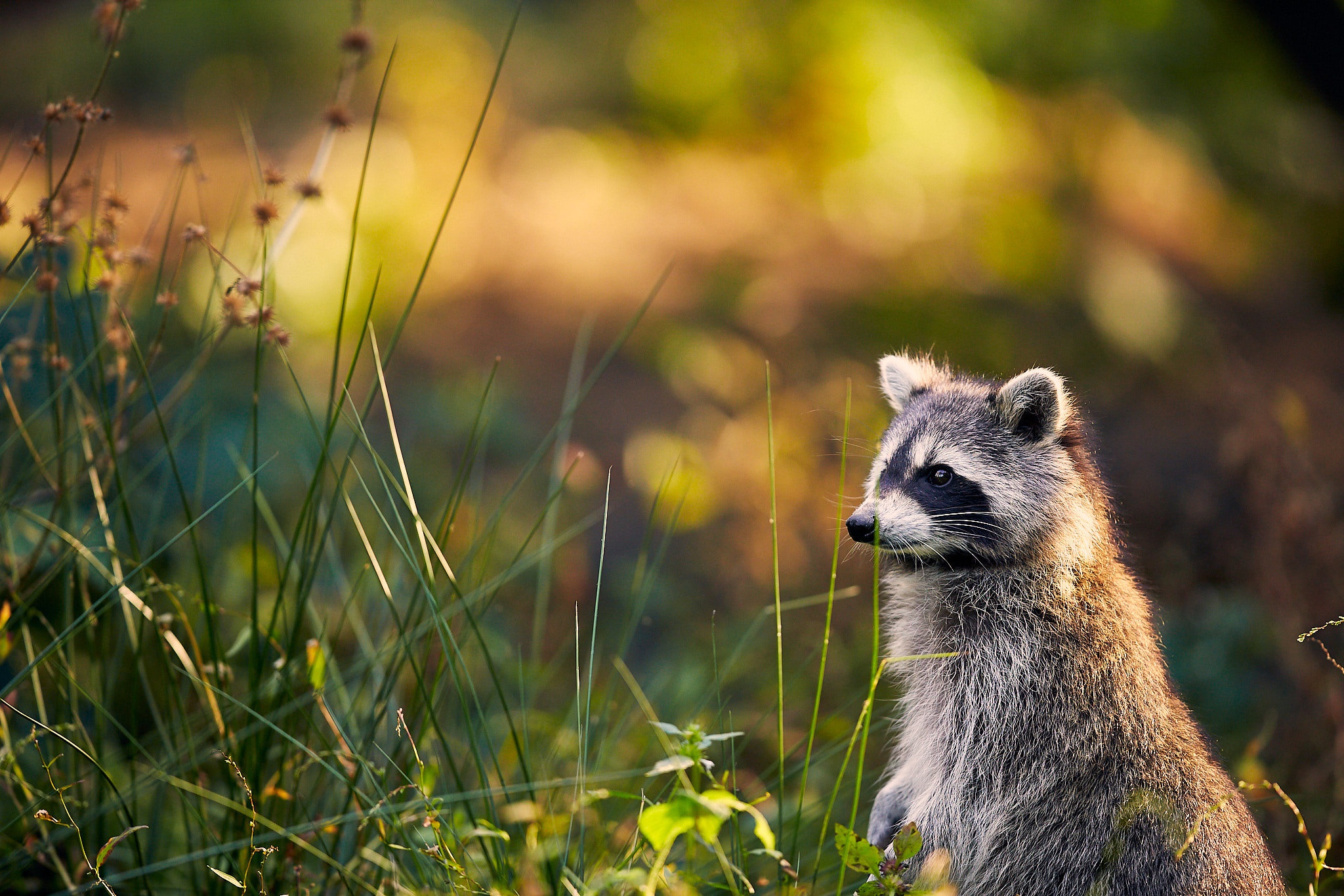 Download mobile wallpaper Animal, Raccoon for free.