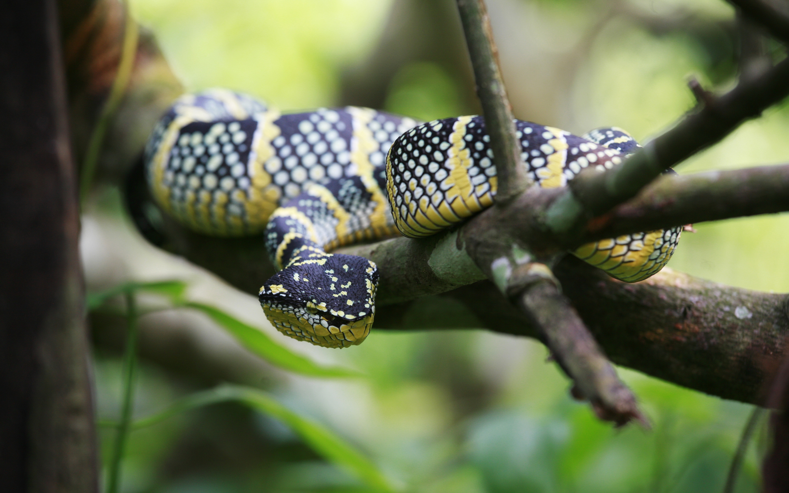 Descarga gratuita de fondo de pantalla para móvil de Serpiente, Reptiles, Animales.