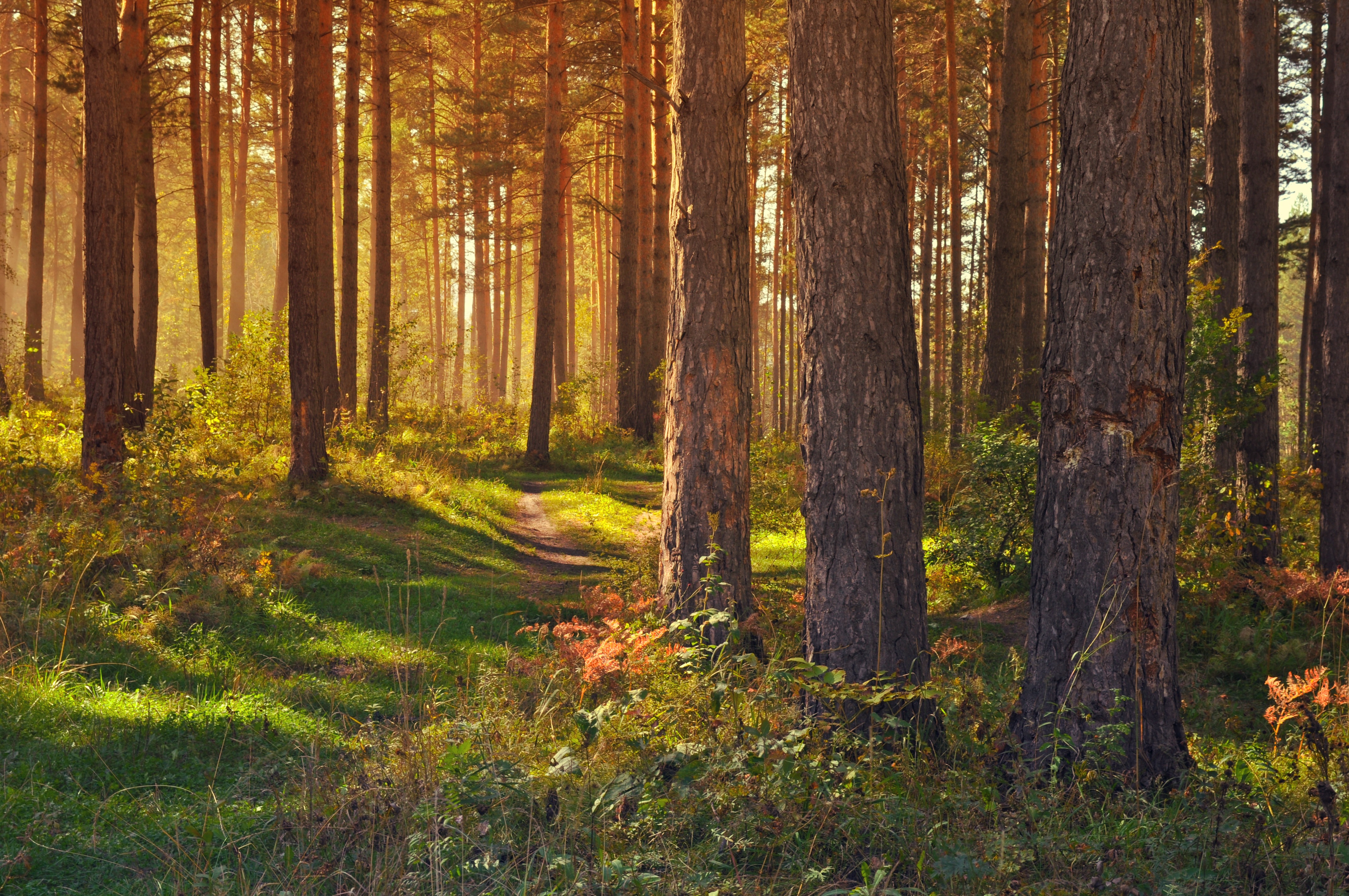 summer, forest, trees, path, landscape, nature Smartphone Background