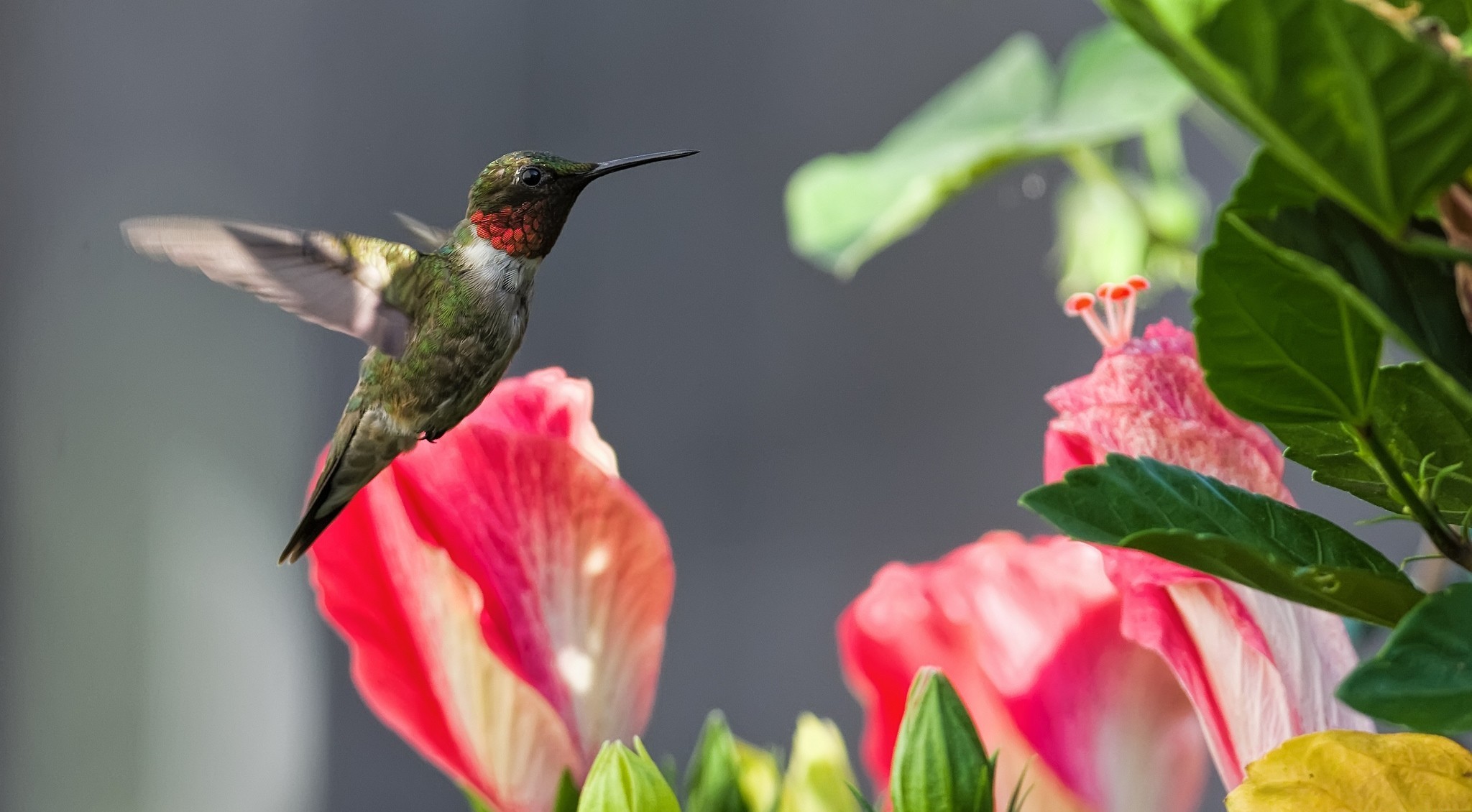 Download mobile wallpaper Hummingbird, Birds, Animal for free.