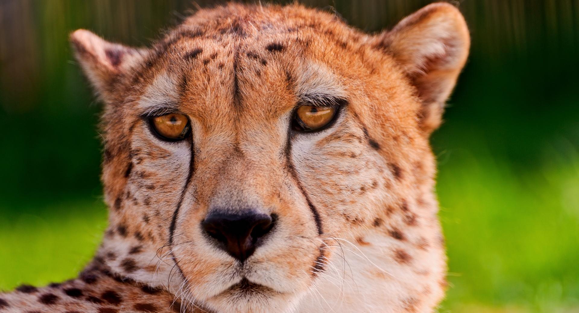 Téléchargez gratuitement l'image Animaux, Chats, Fermer, Guépard, Visage sur le bureau de votre PC