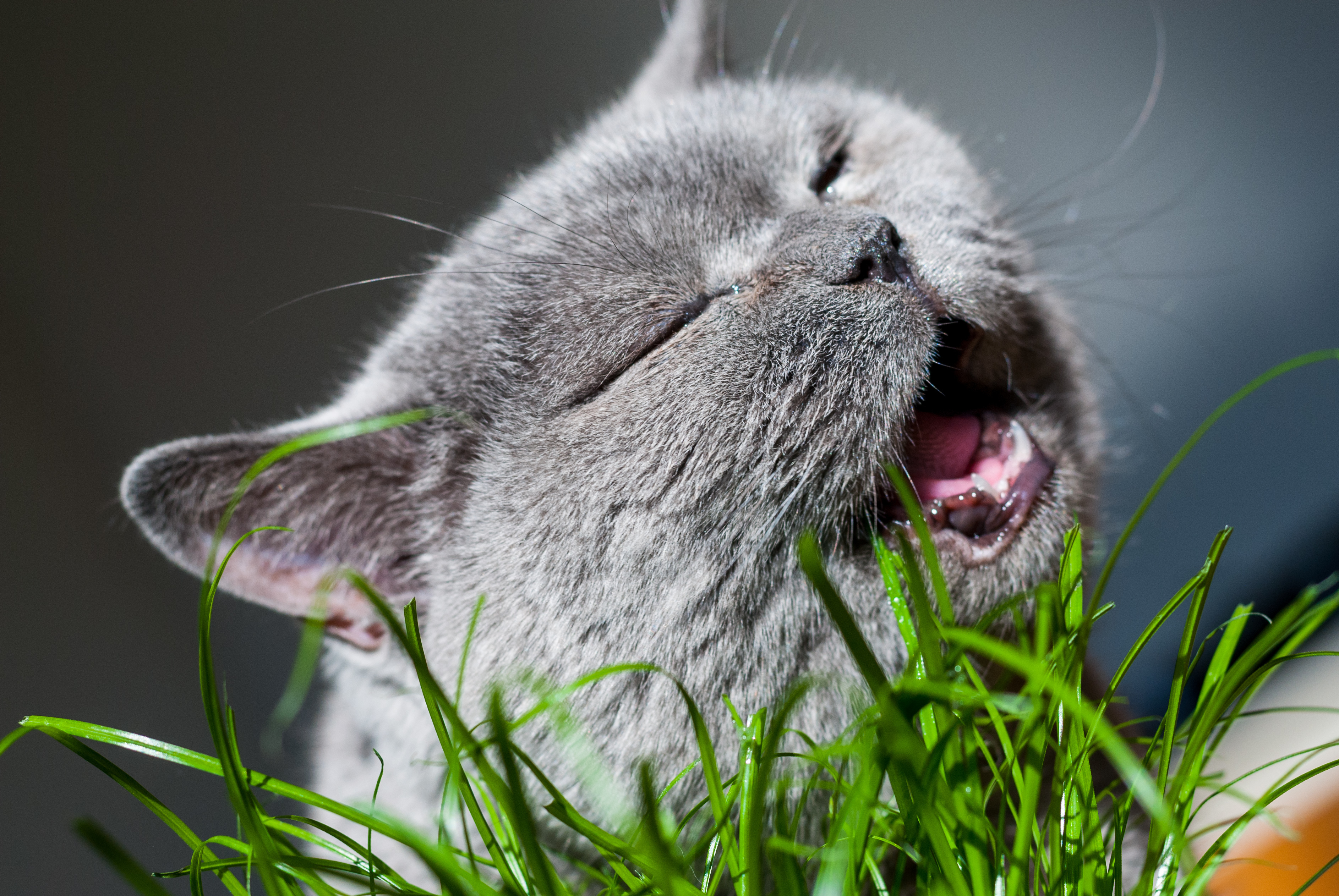 Free download wallpaper Grass, Muzzle, Animals, Grey, Cat on your PC desktop