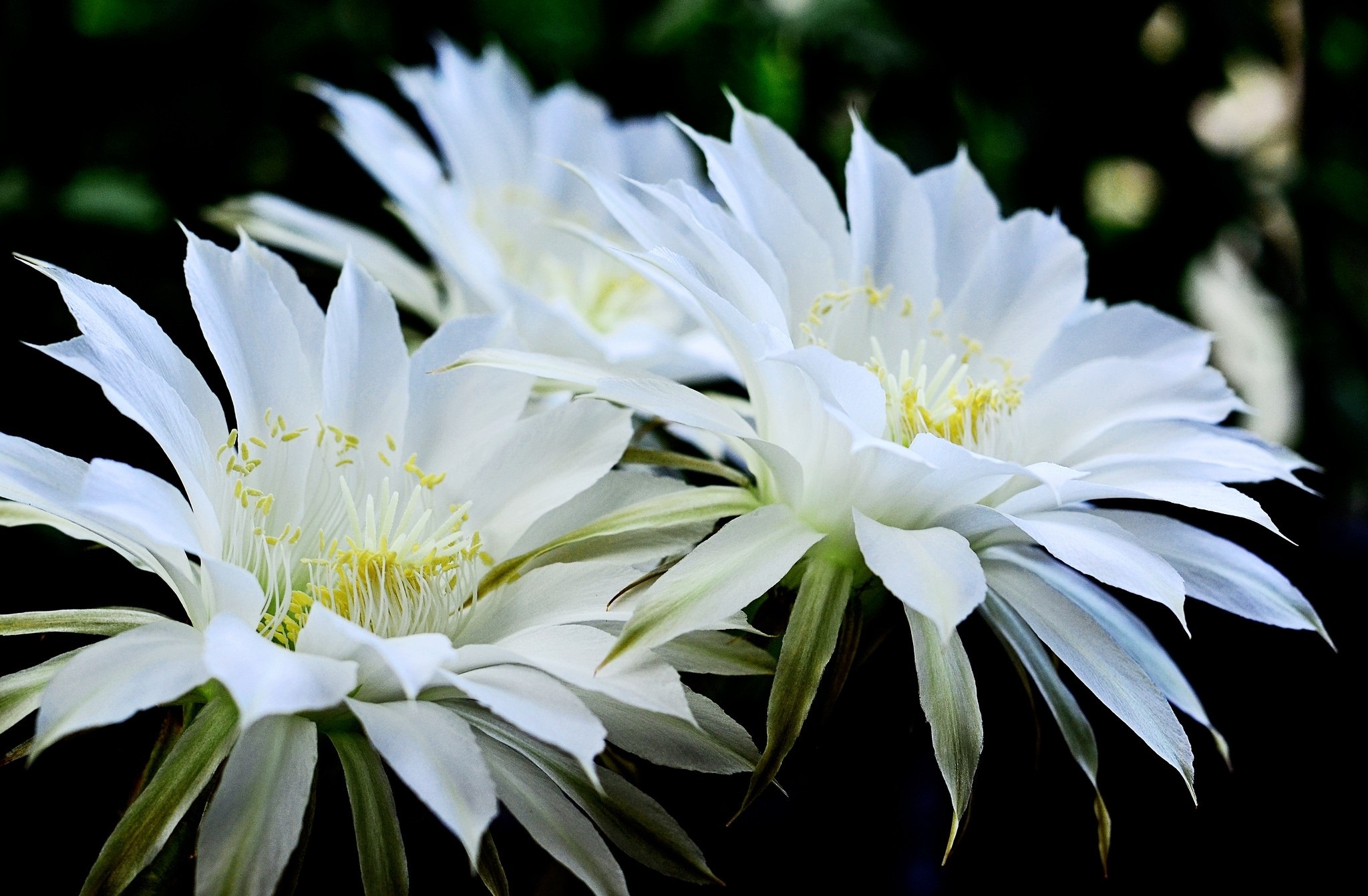 Téléchargez gratuitement l'image Cactus, Fleurs, Fleur, Terre/nature sur le bureau de votre PC