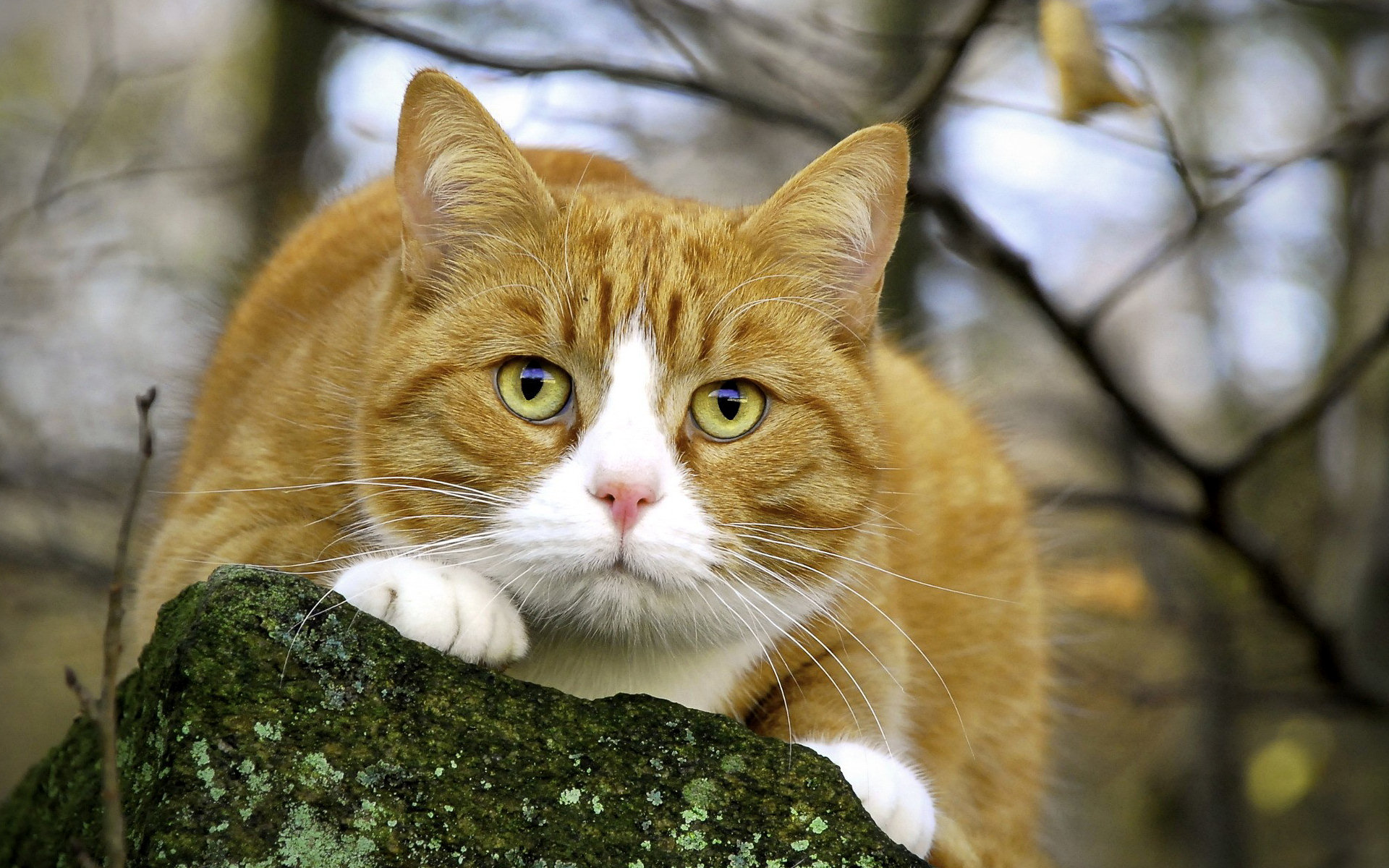 Descarga gratuita de fondo de pantalla para móvil de Animales, Gatos, Gato.