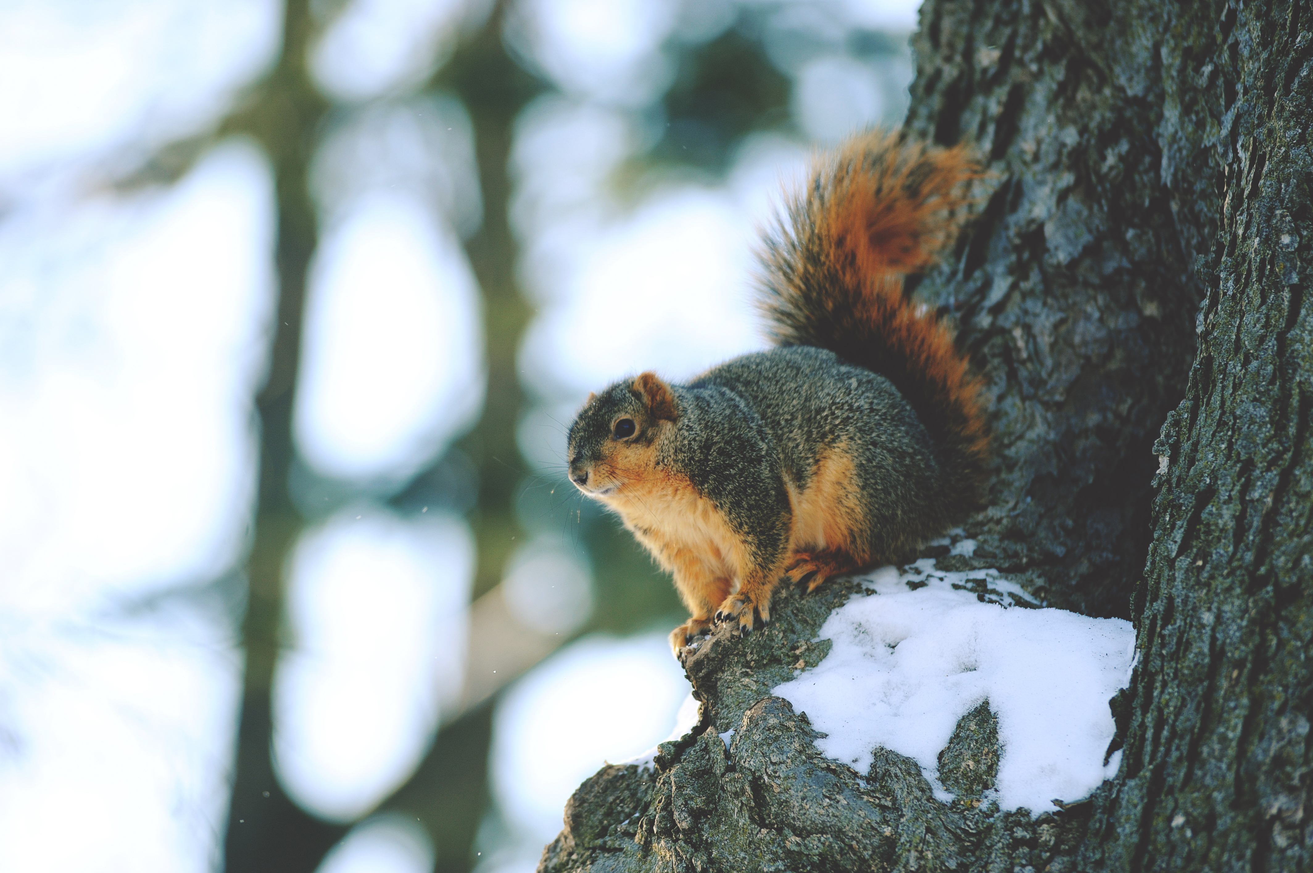 Laden Sie das Tiere, Eichhörnchen, Nagetier, Tiefenschärfe-Bild kostenlos auf Ihren PC-Desktop herunter