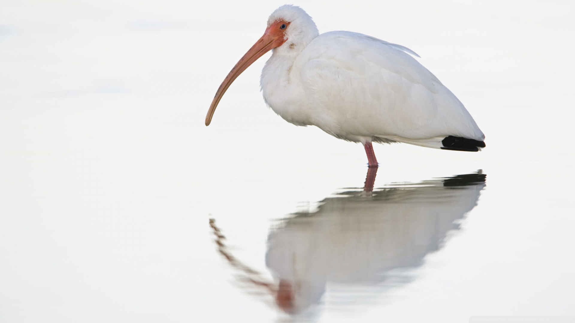 PCデスクトップに鳥, 動物画像を無料でダウンロード