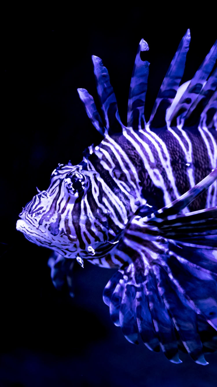 animal, lionfish, blue, fish, fishes HD wallpaper