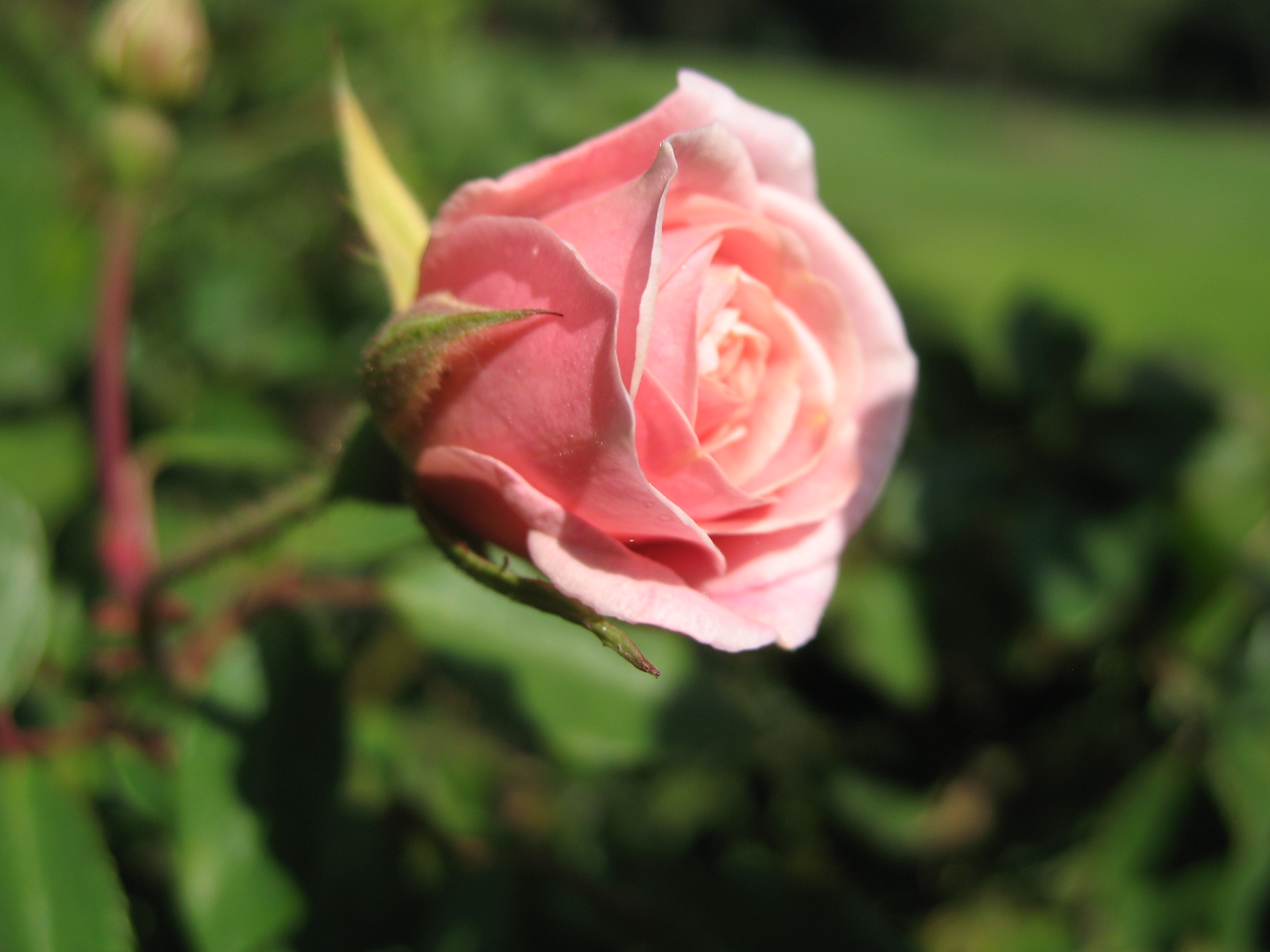 Téléchargez gratuitement l'image Fleurs, Rose, Terre/nature sur le bureau de votre PC