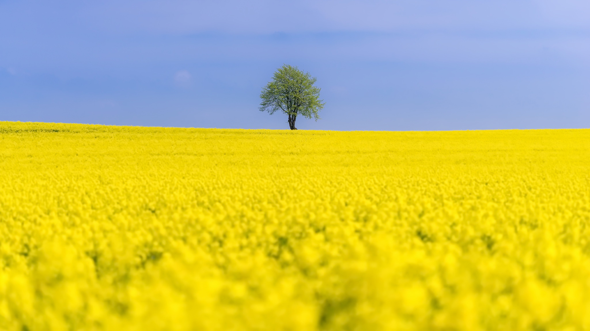 Download mobile wallpaper Nature, Summer, Flower, Tree, Earth, Field, Yellow Flower, Rapeseed, Lonely Tree for free.