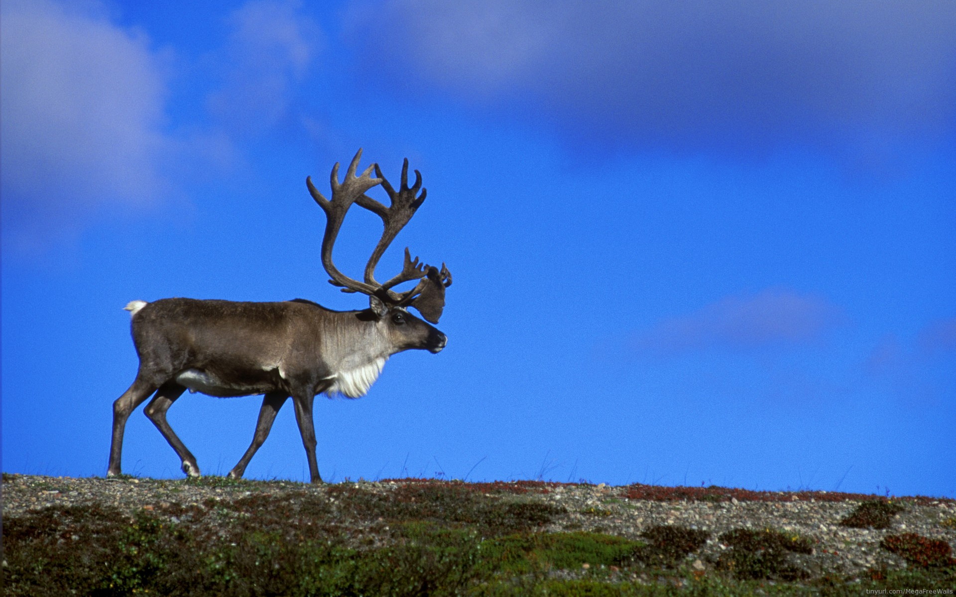 Download mobile wallpaper Animal, Deer for free.