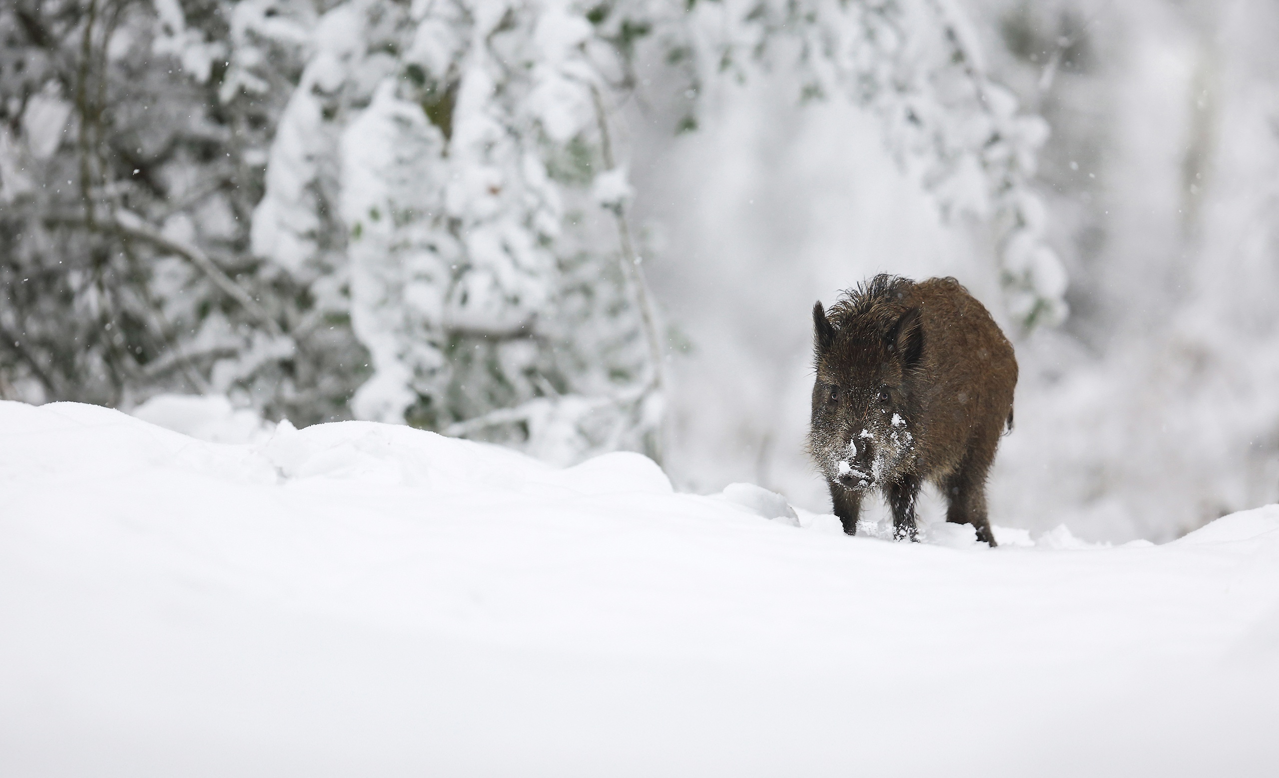 Download mobile wallpaper Winter, Snow, Animal, Boar for free.