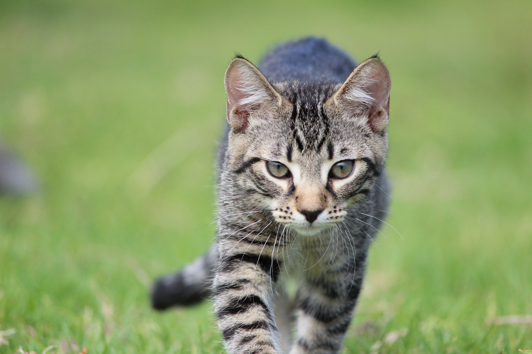 Descarga gratuita de fondo de pantalla para móvil de Gato, Gatos, Animales.