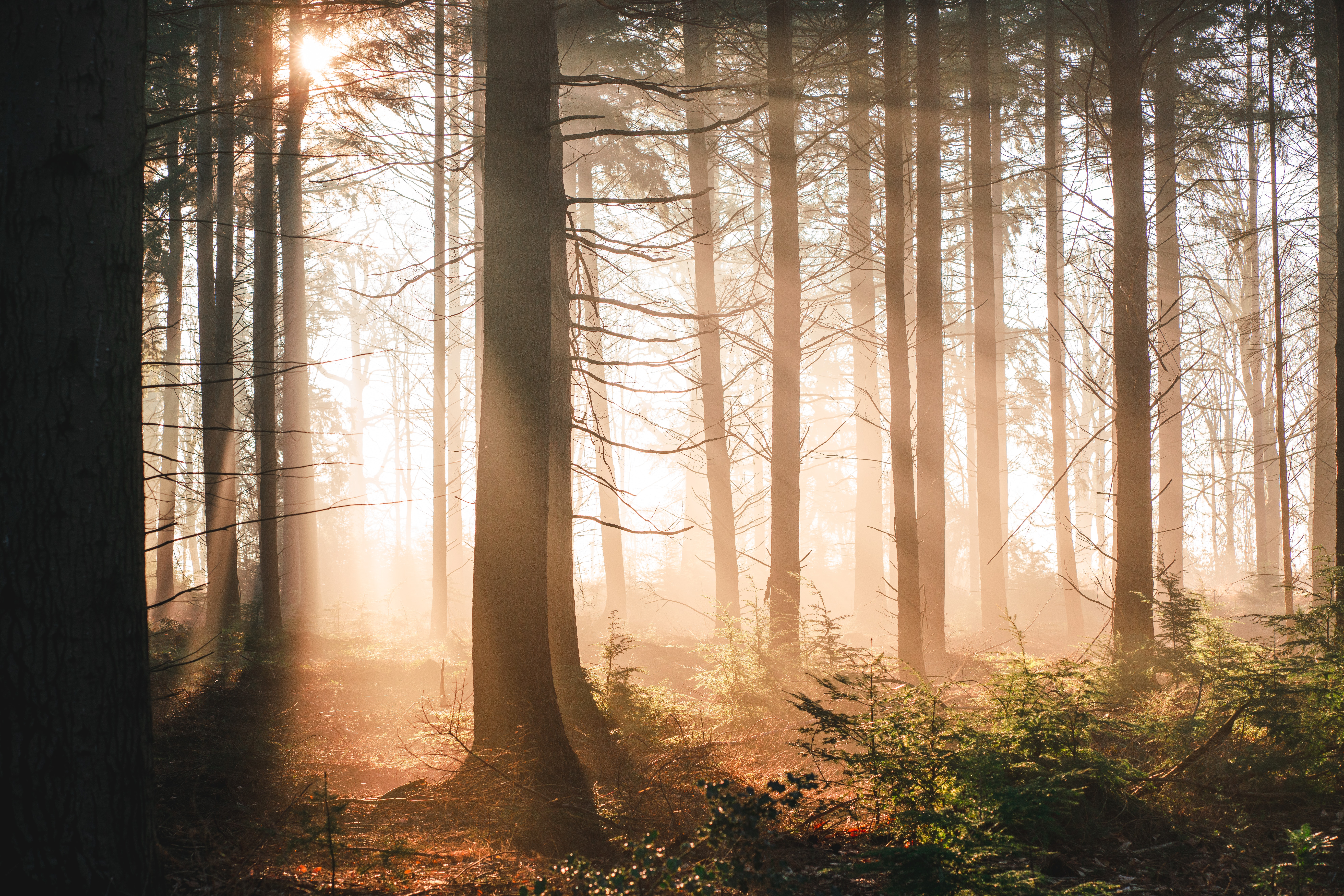 Free download wallpaper Trees, Sun, Shine, Light, Rays, Beams, Forest, Nature on your PC desktop