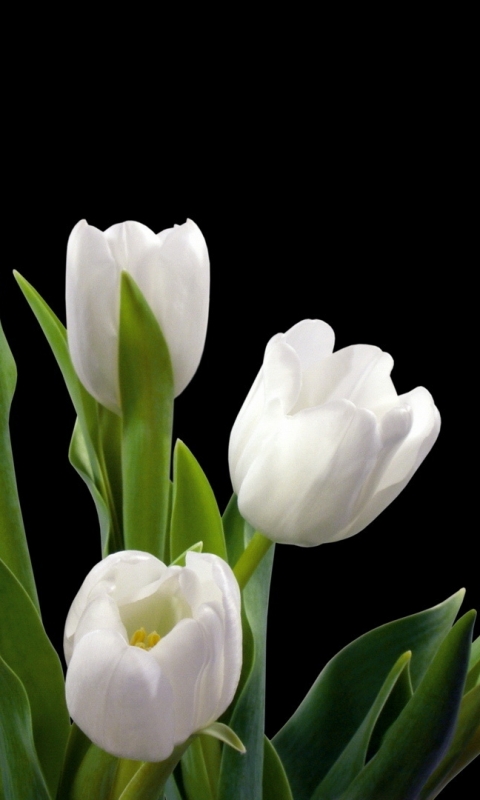 Download mobile wallpaper Tulip, Flowers, Earth for free.