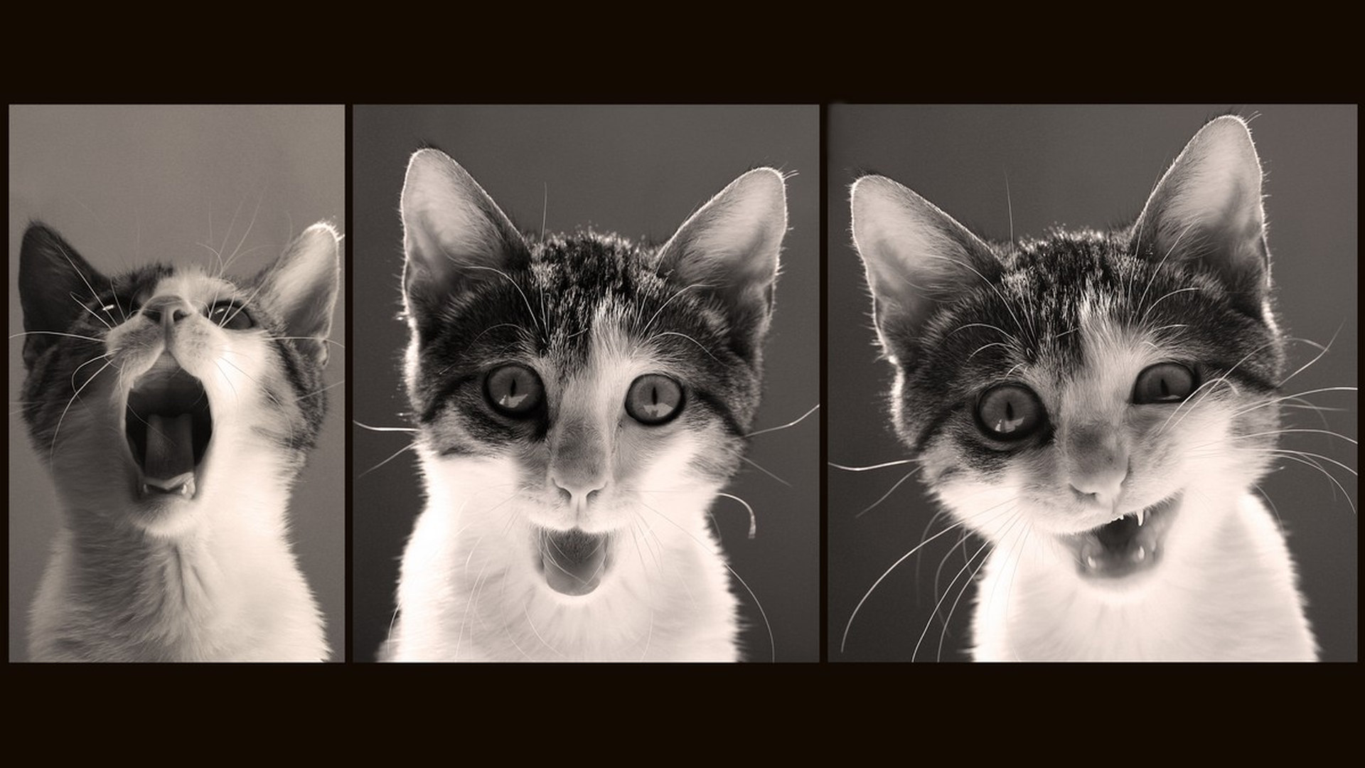 Descarga gratis la imagen Gato, Gatos, Animales en el escritorio de tu PC