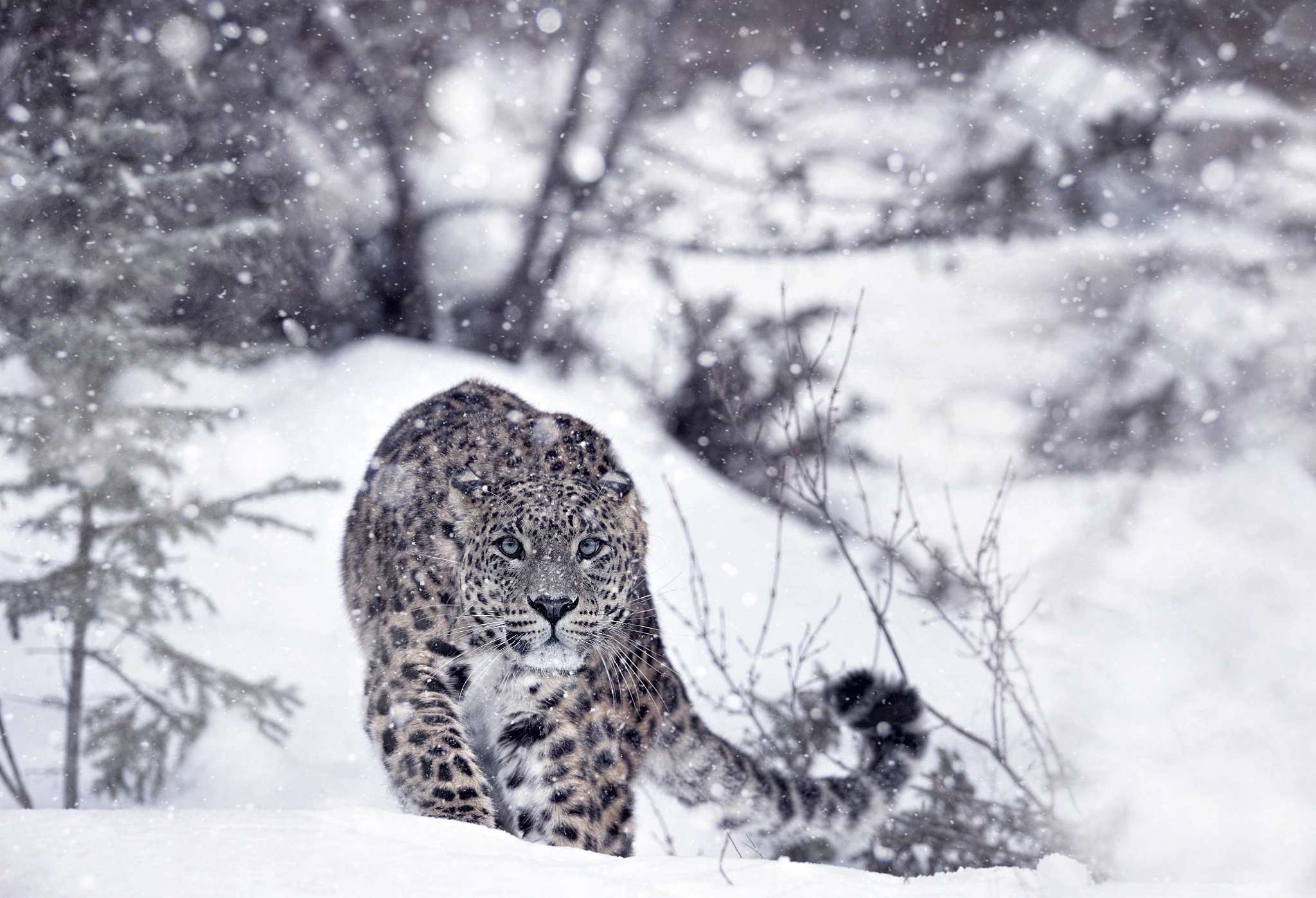 Free download wallpaper Winter, Cats, Snow Leopard, Snow, Animal, Stare on your PC desktop