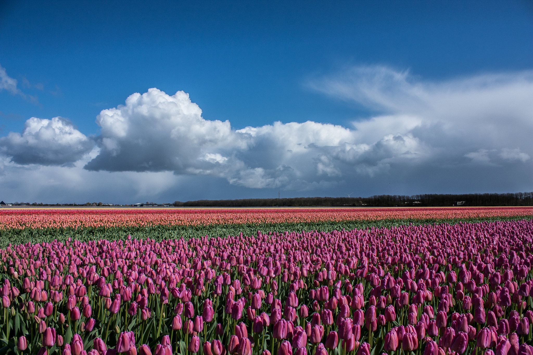 Download mobile wallpaper Flowers, Earth, Field, Tulip, Pink Flower for free.