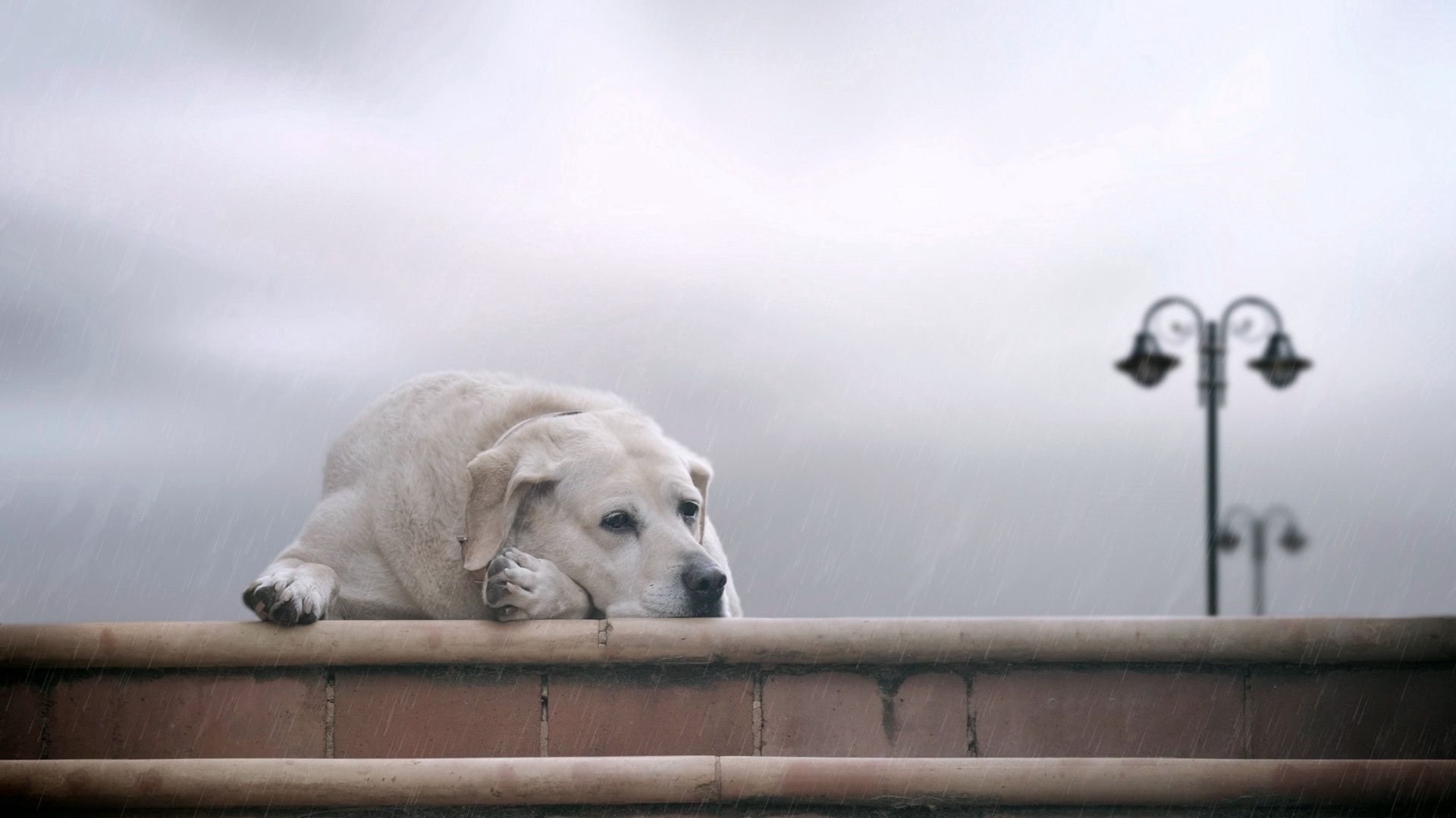 Download mobile wallpaper Animals, To Lie Down, Lie, Waiting, Expectation, Fog, Dog, Sorrow, Labrador, Sadness for free.