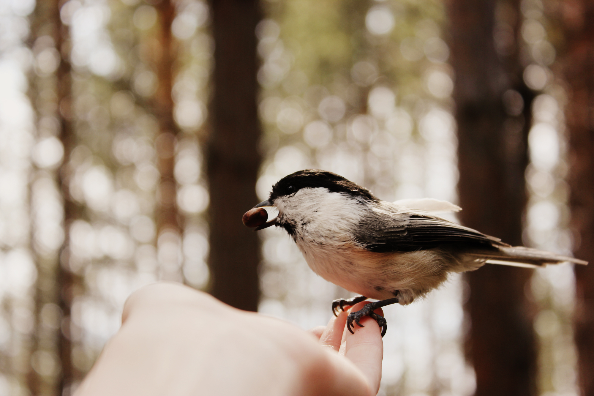 無料モバイル壁紙鳥, 動物をダウンロードします。