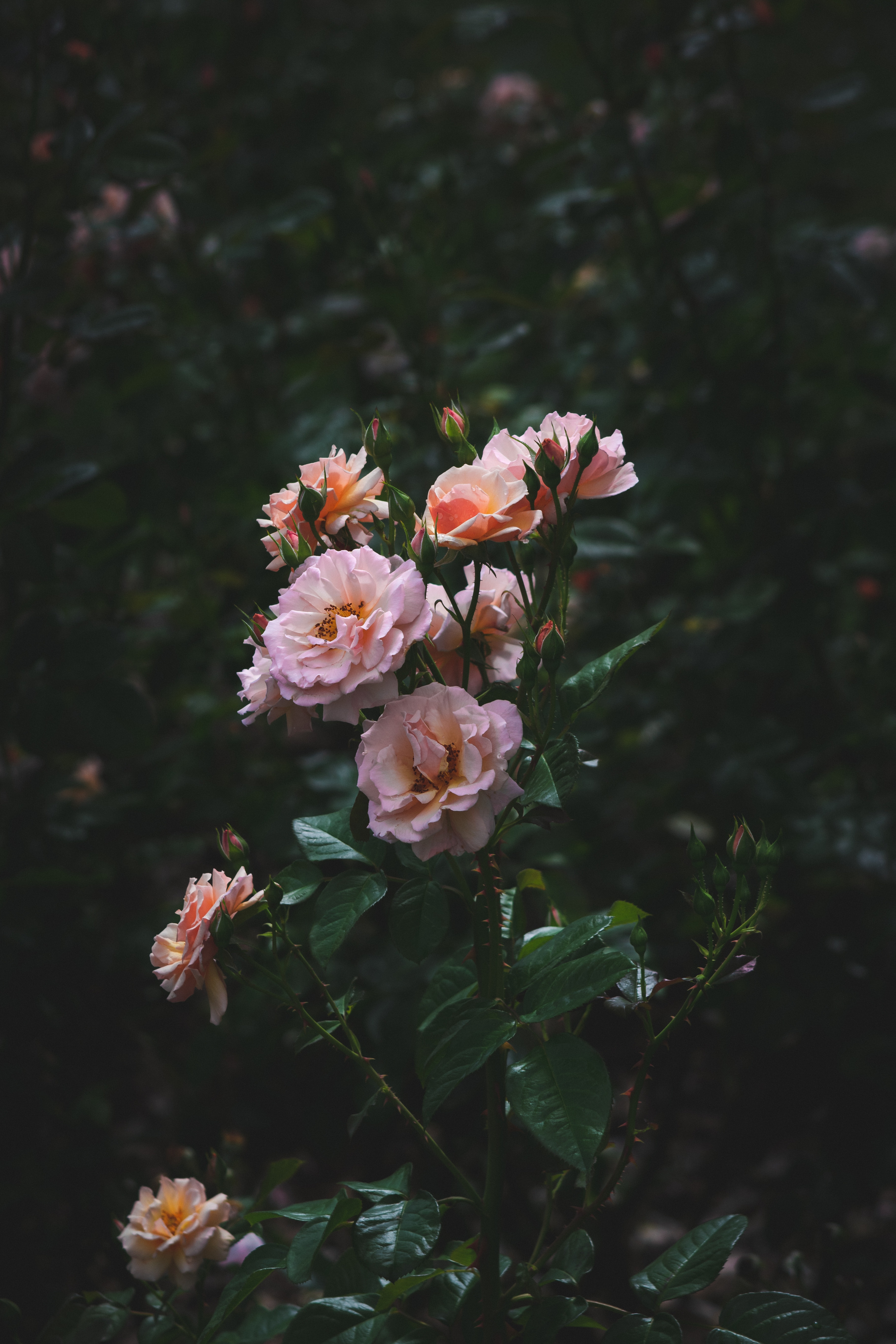 Download mobile wallpaper Roses, Bush, Buds, Flowering, Bloom, Flowers, Garden for free.