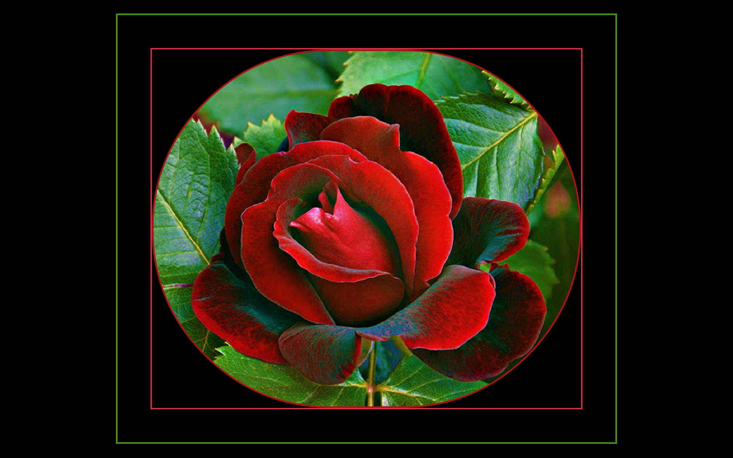 Handy-Wallpaper Rose, Rote Rose, Künstlerisch kostenlos herunterladen.